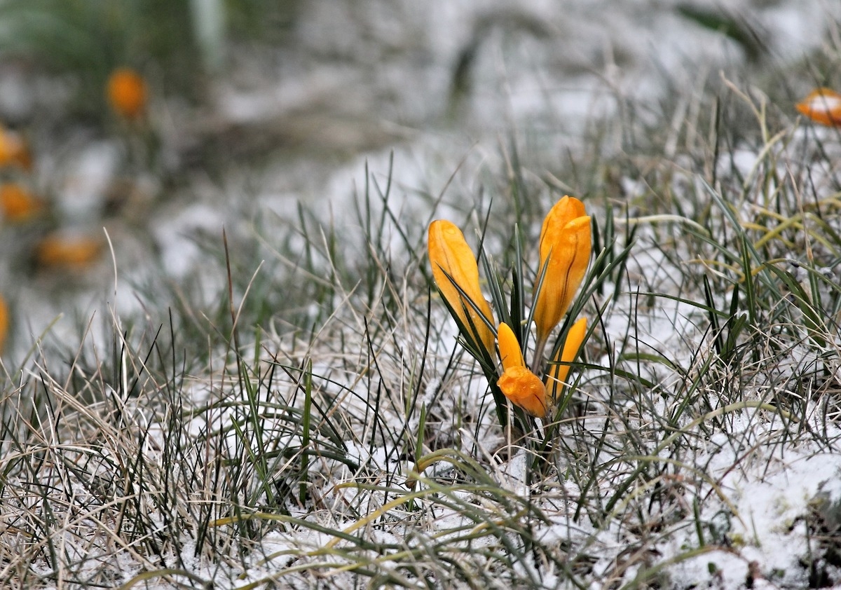 20 Winter Flowers That Bloom In The Cold