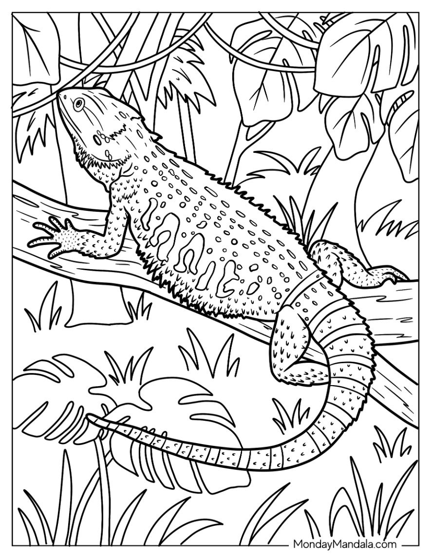 24 Lizard Coloring Pages Free PDF Printables 
