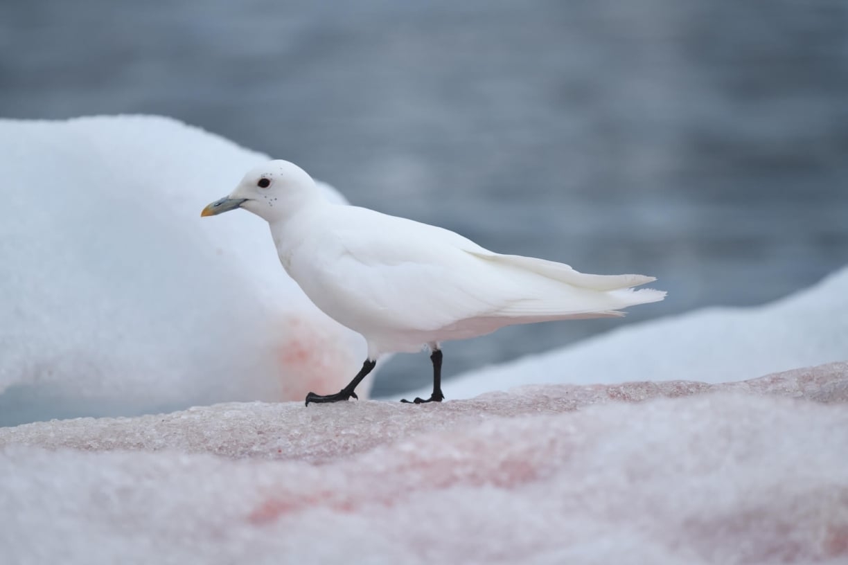 arctic bird crossword clue arctic bird crossword clue