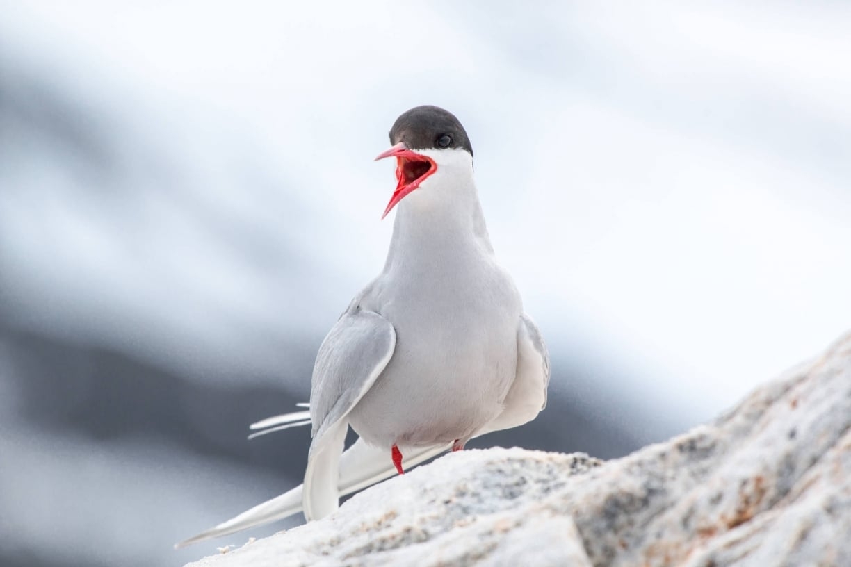 30 Arctic Birds And Seabirds Top Facts Places Habits Poseidon Expeditions 30 Arctic Birds And Seabirds Top Facts Places Habits Poseidon Expeditions