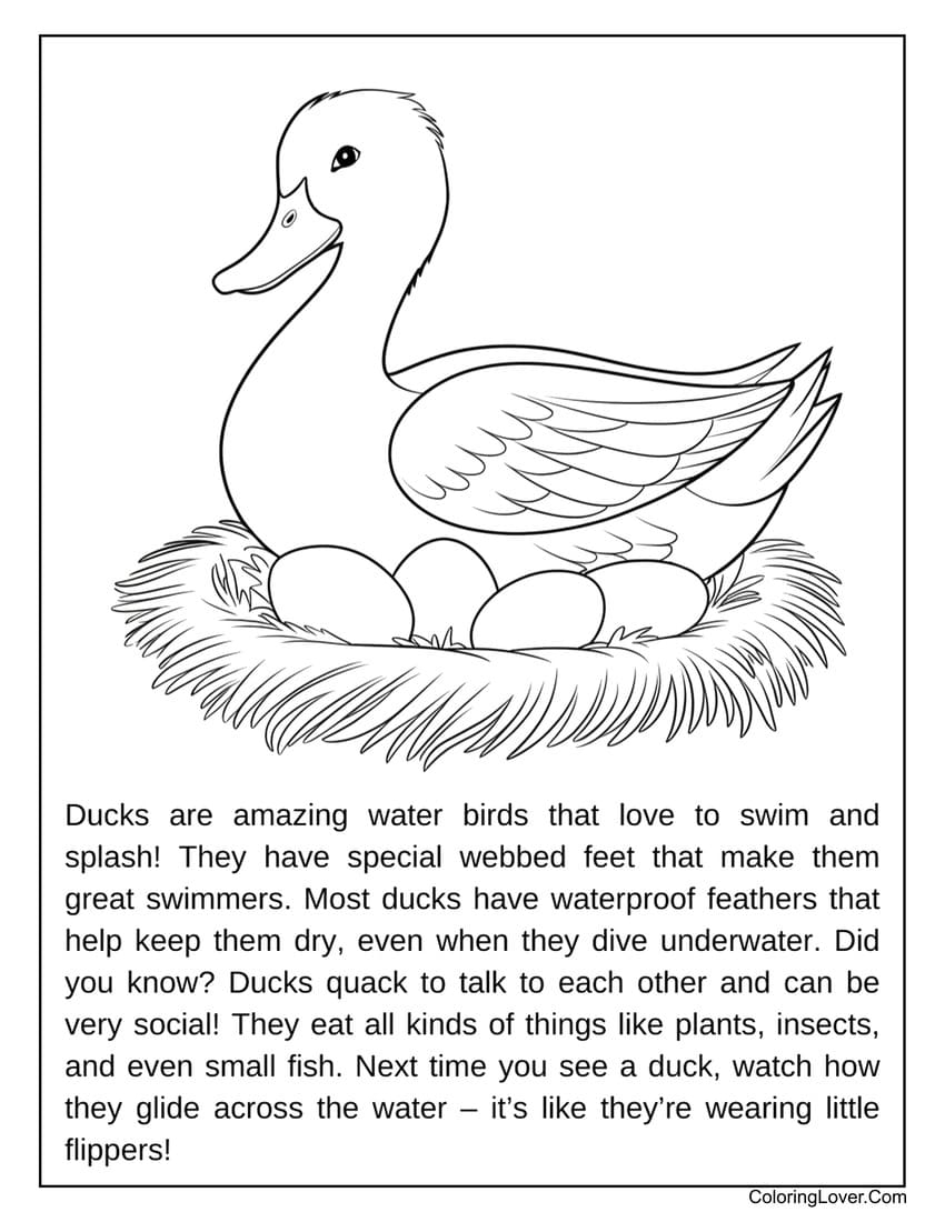 39 Duck Coloring Pages Free Printables For All Ages 39 Duck Coloring Pages Free Printables For All Ages