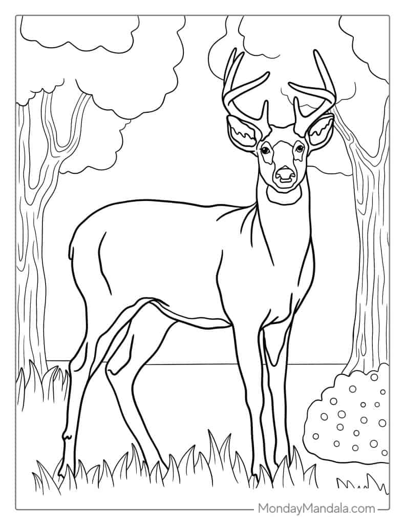 40 Deer Coloring Pages Free PDF Printables 