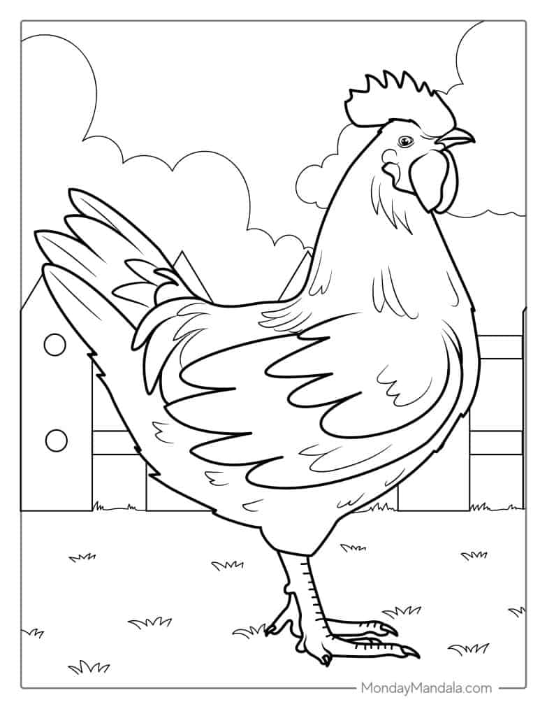 chicken coloring page chicken coloring page