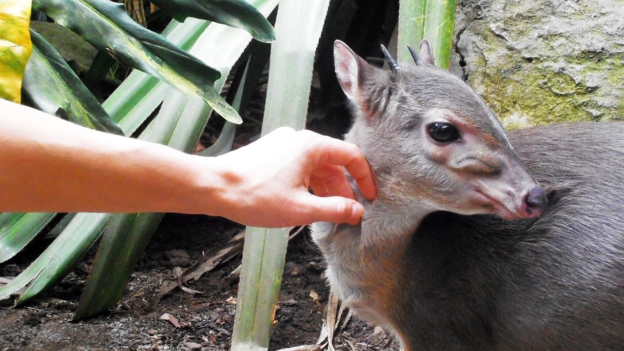 antelope crossword clue