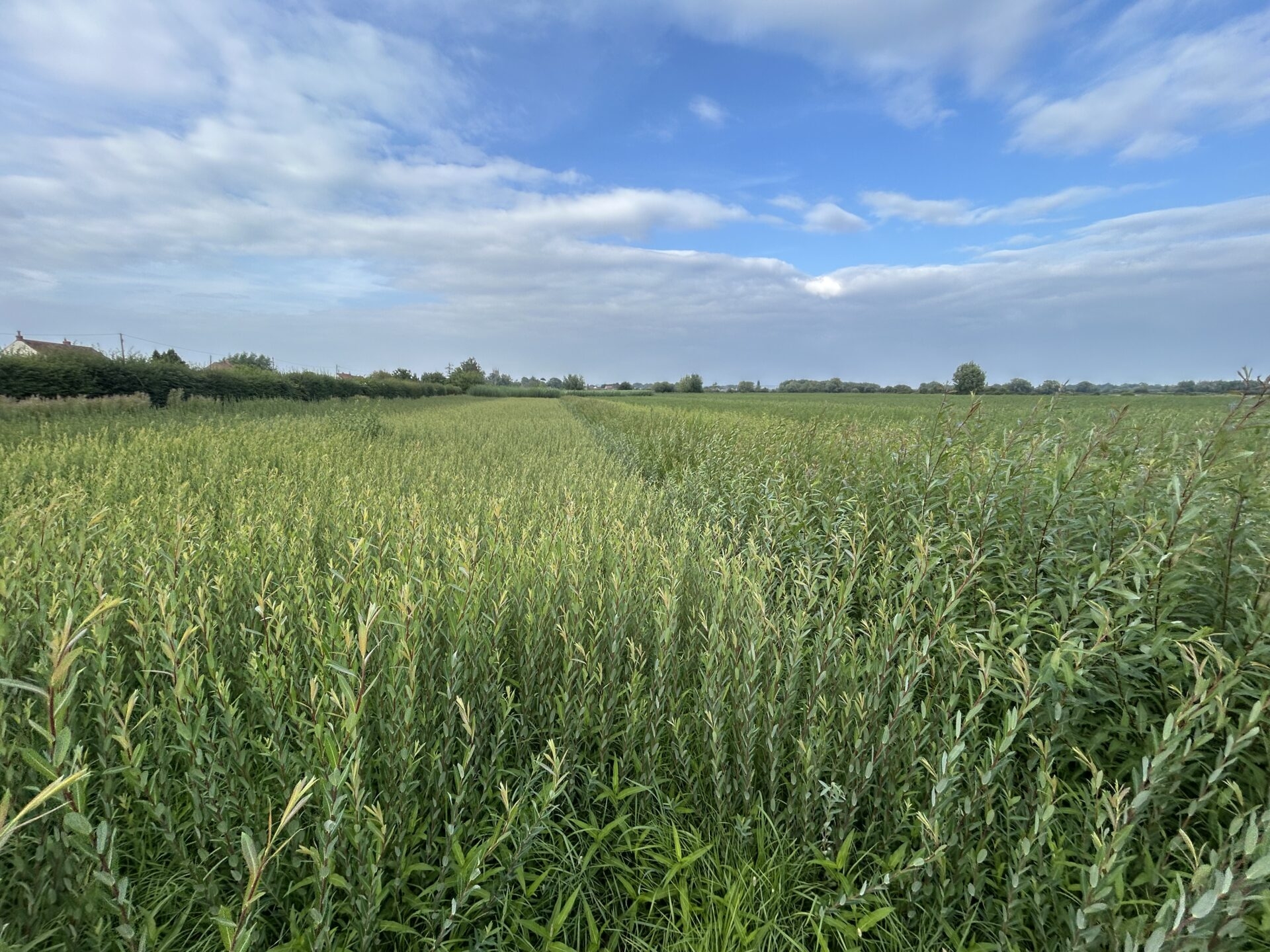 willow rod crossword clue