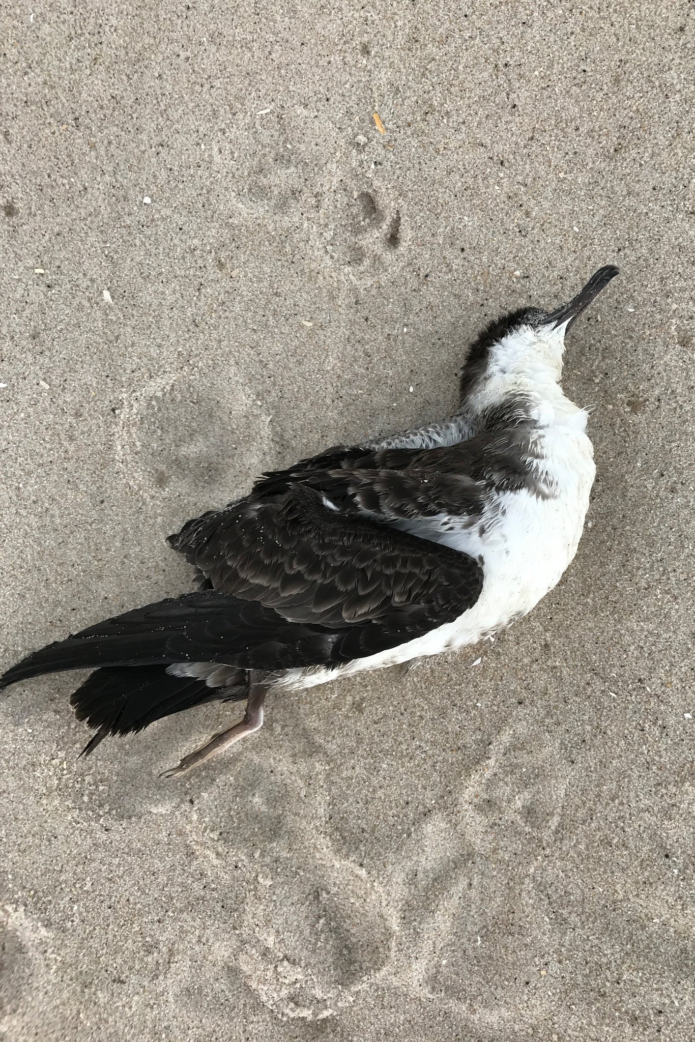 A Mystery Of Seabirds Blown Off Course And Starving The New York Times A Mystery Of Seabirds Blown Off Course And Starving The New York Times