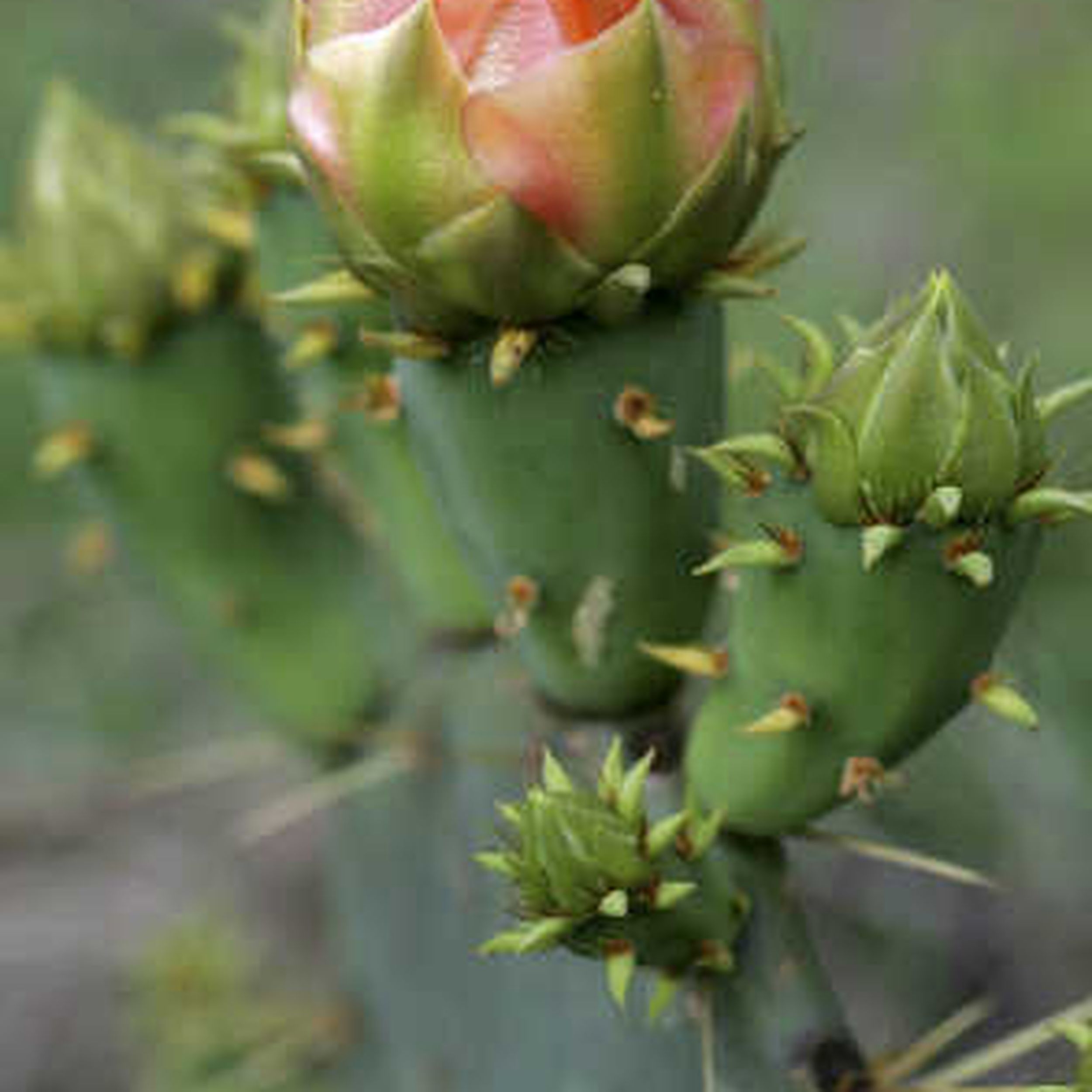 A Softer Side Of Cactus