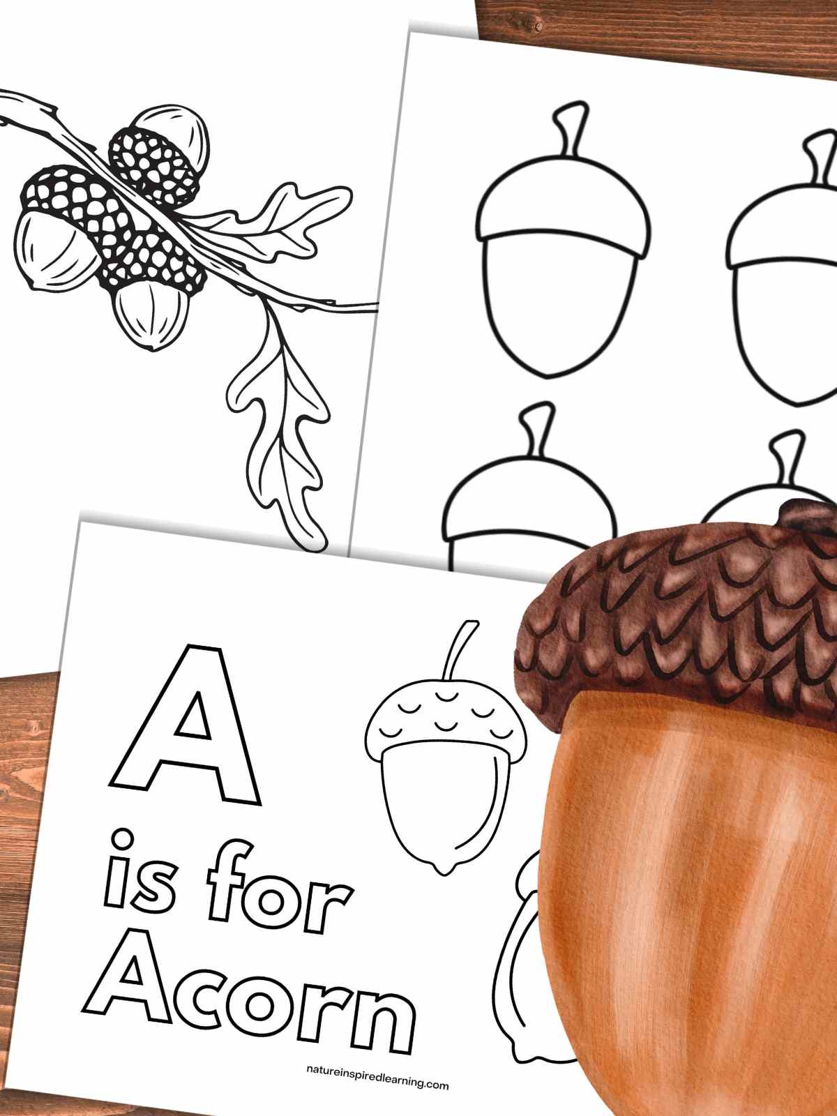 Acorn Coloring Pages Nature Inspired Learning