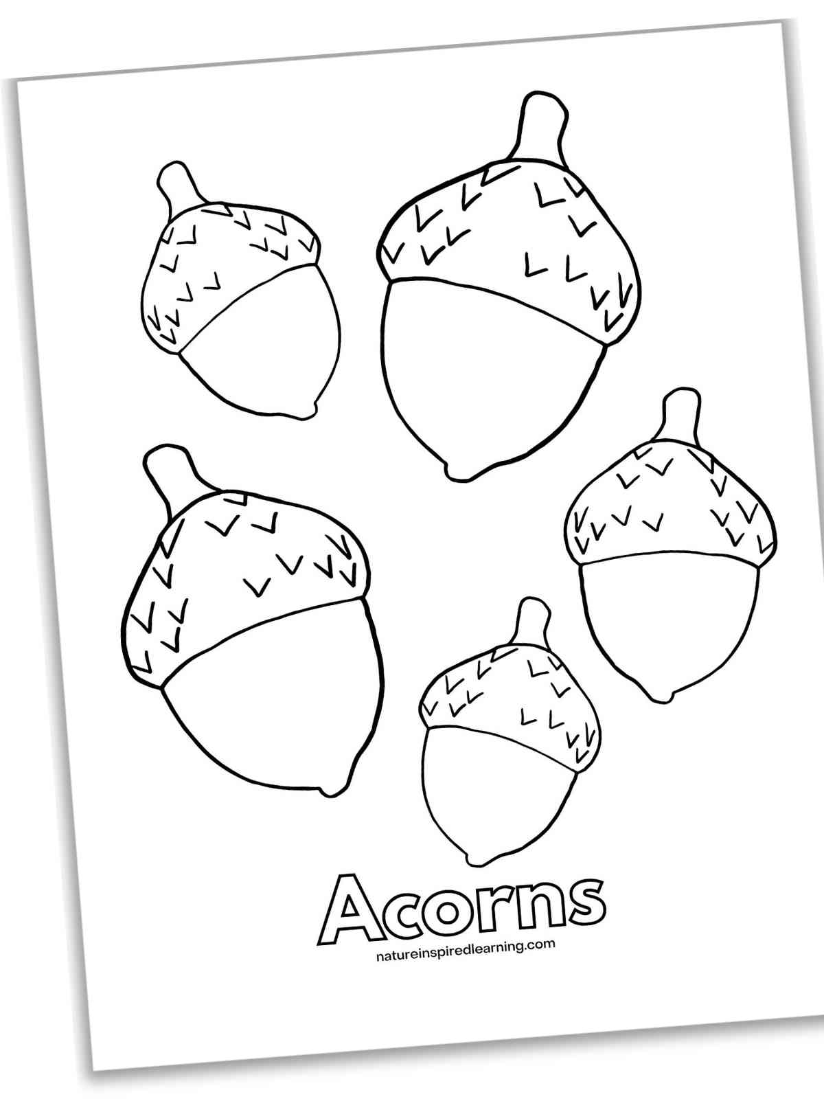 Acorn Coloring Pages Nature Inspired Learning