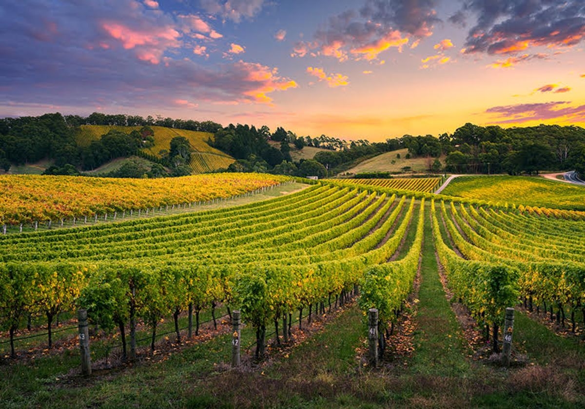 french vineyard crossword clue french vineyard crossword clue