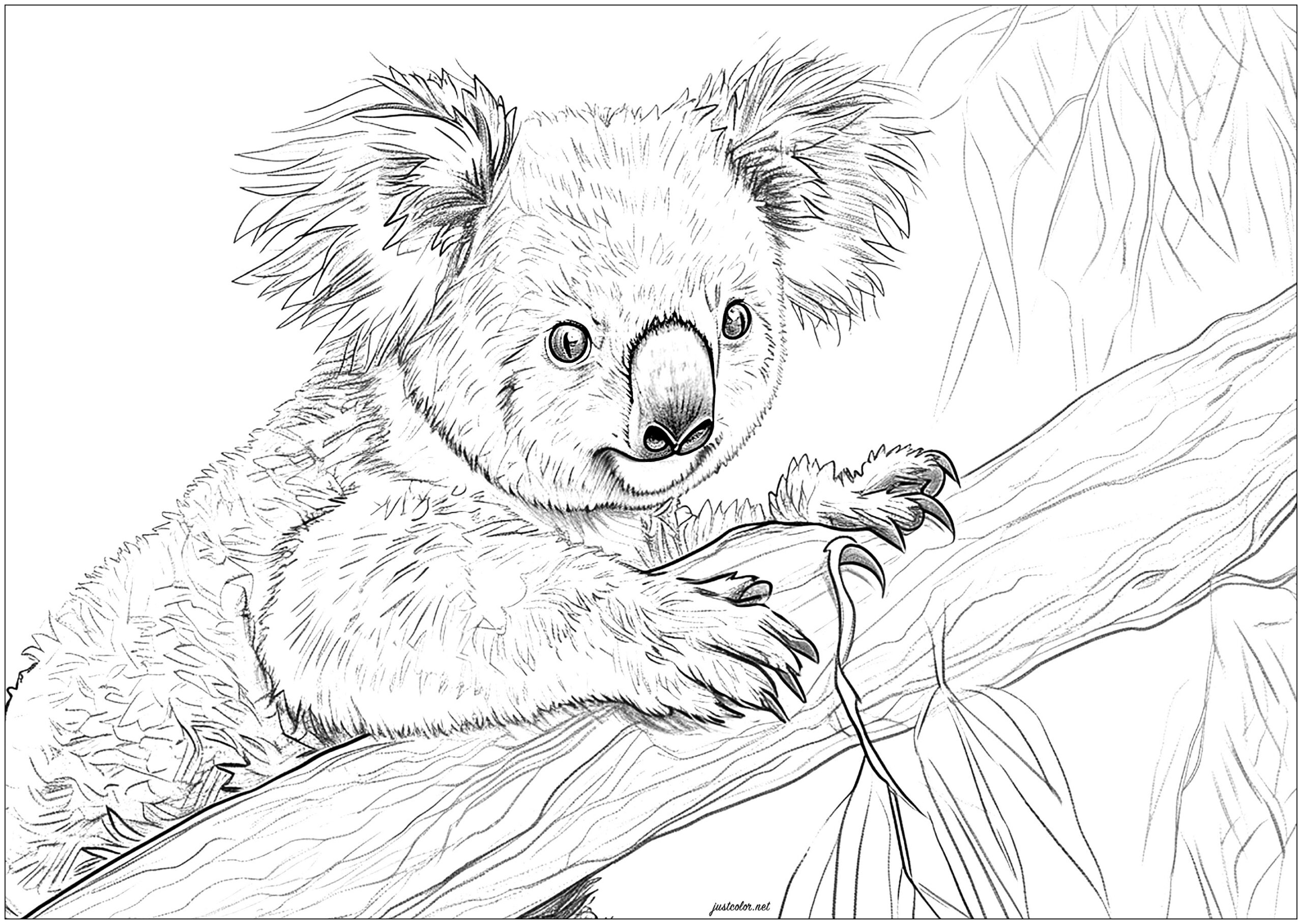 koala bear coloring page