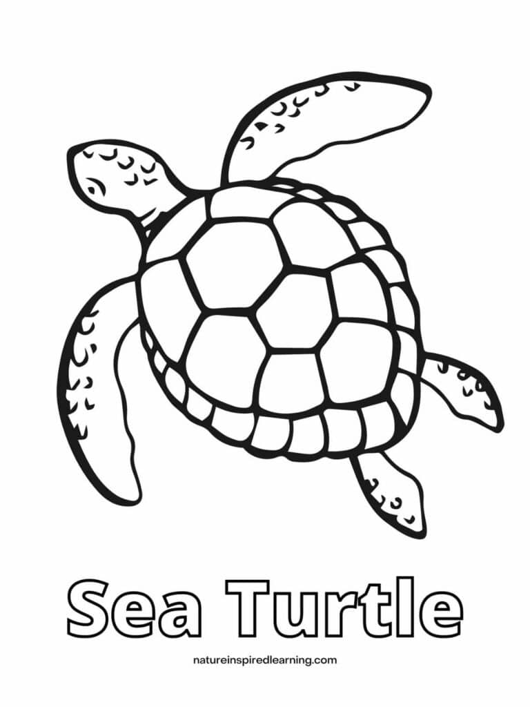 Beautiful Sea Turtle Coloring Pages Nature Inspired Learning Beautiful Sea Turtle Coloring Pages Nature Inspired Learning