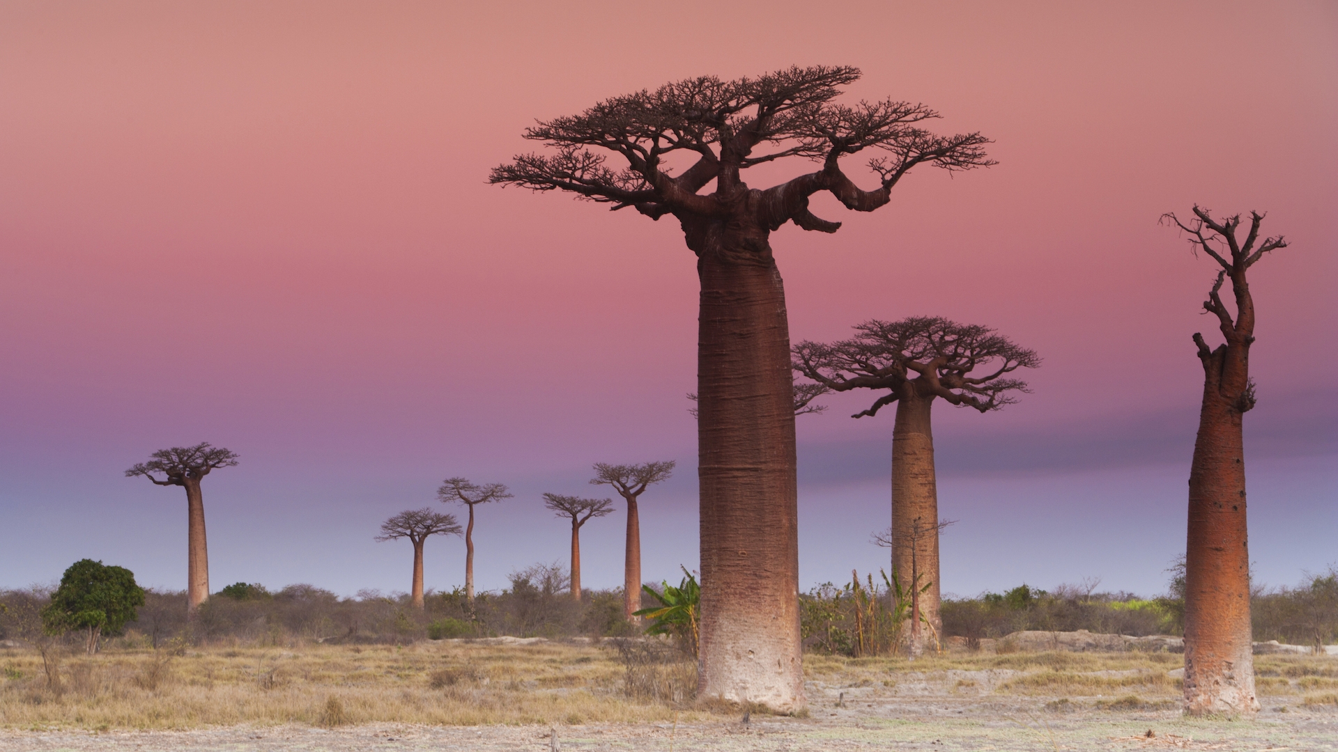 Bizarre Evolutionary Roots Of Africa s Iconic Upside down Baobab Trees Revealed Live Science