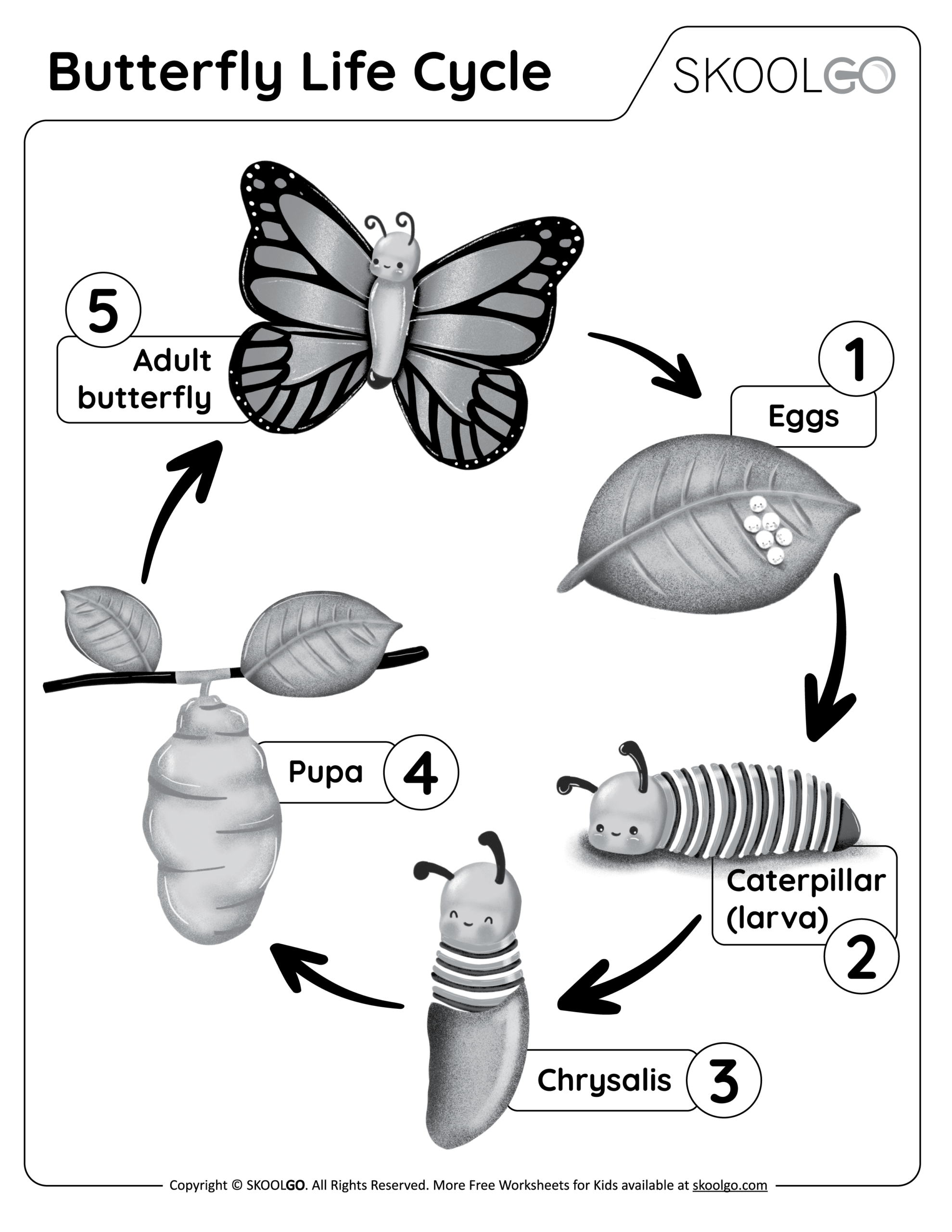 butterflies life cycle worksheet butterflies life cycle worksheet