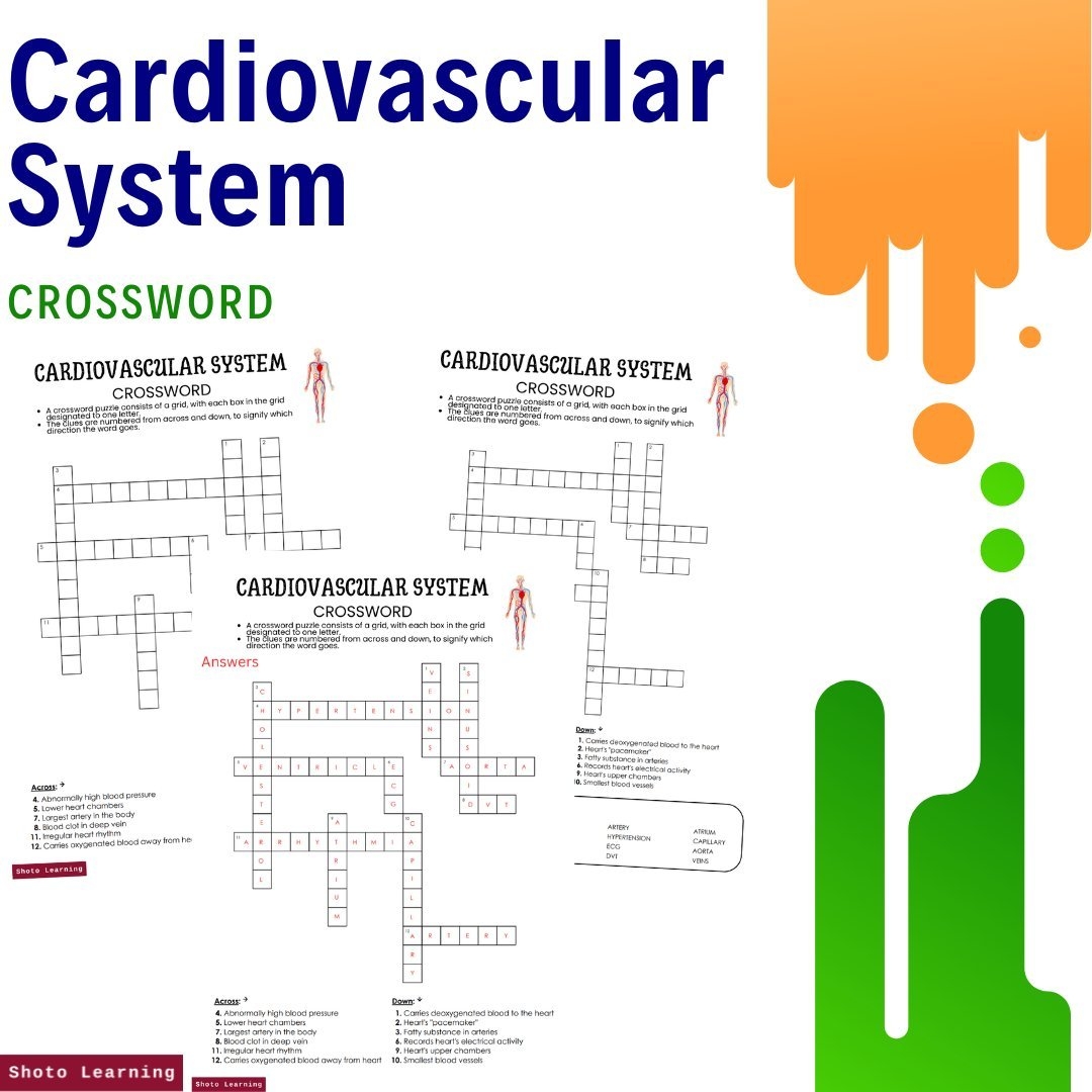 Cardiovascular System Q A 20 Fun Heart Blood Vessel Activities