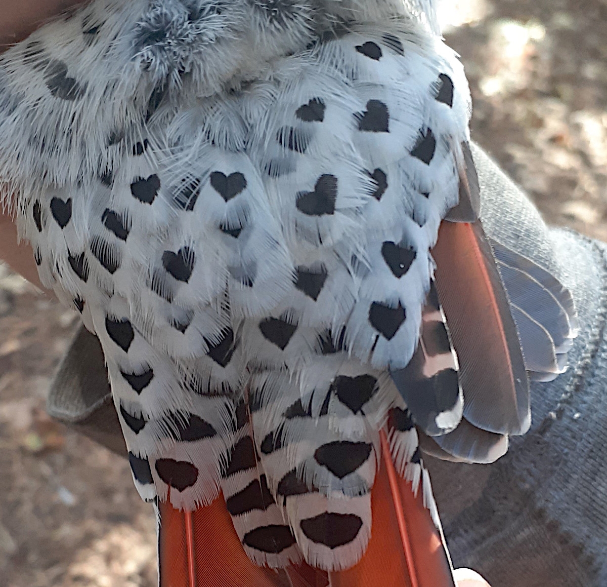 Caribbean BirdWatch BirdsCaribbean