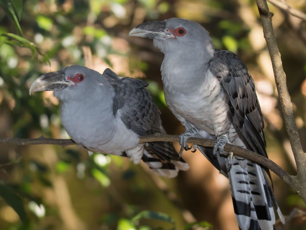 Channel billed Cuckoo The Australian Museum