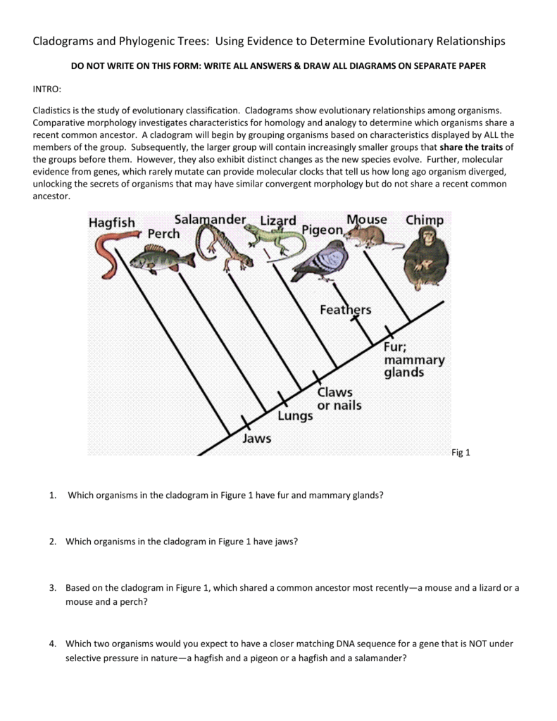 phylogenetic tree paper worksheet