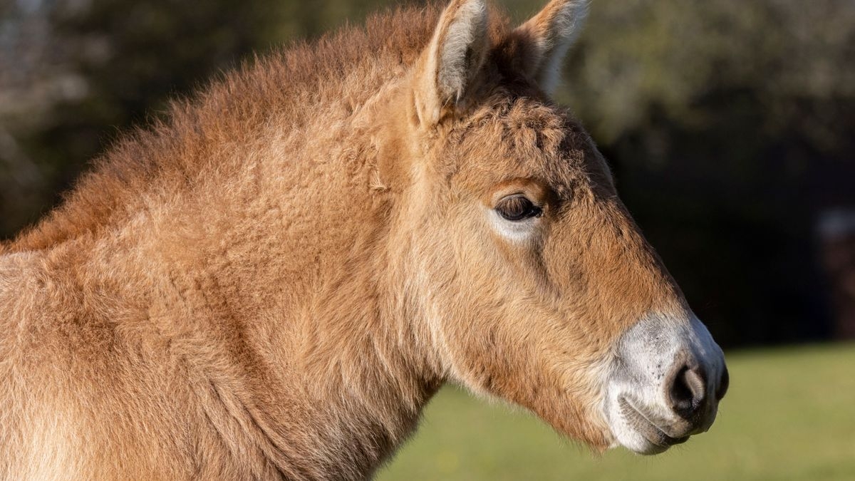Cloned Przewalski s Horses Are resurrected Stallions That Could Help Species Thrive Scientists Say Live Science