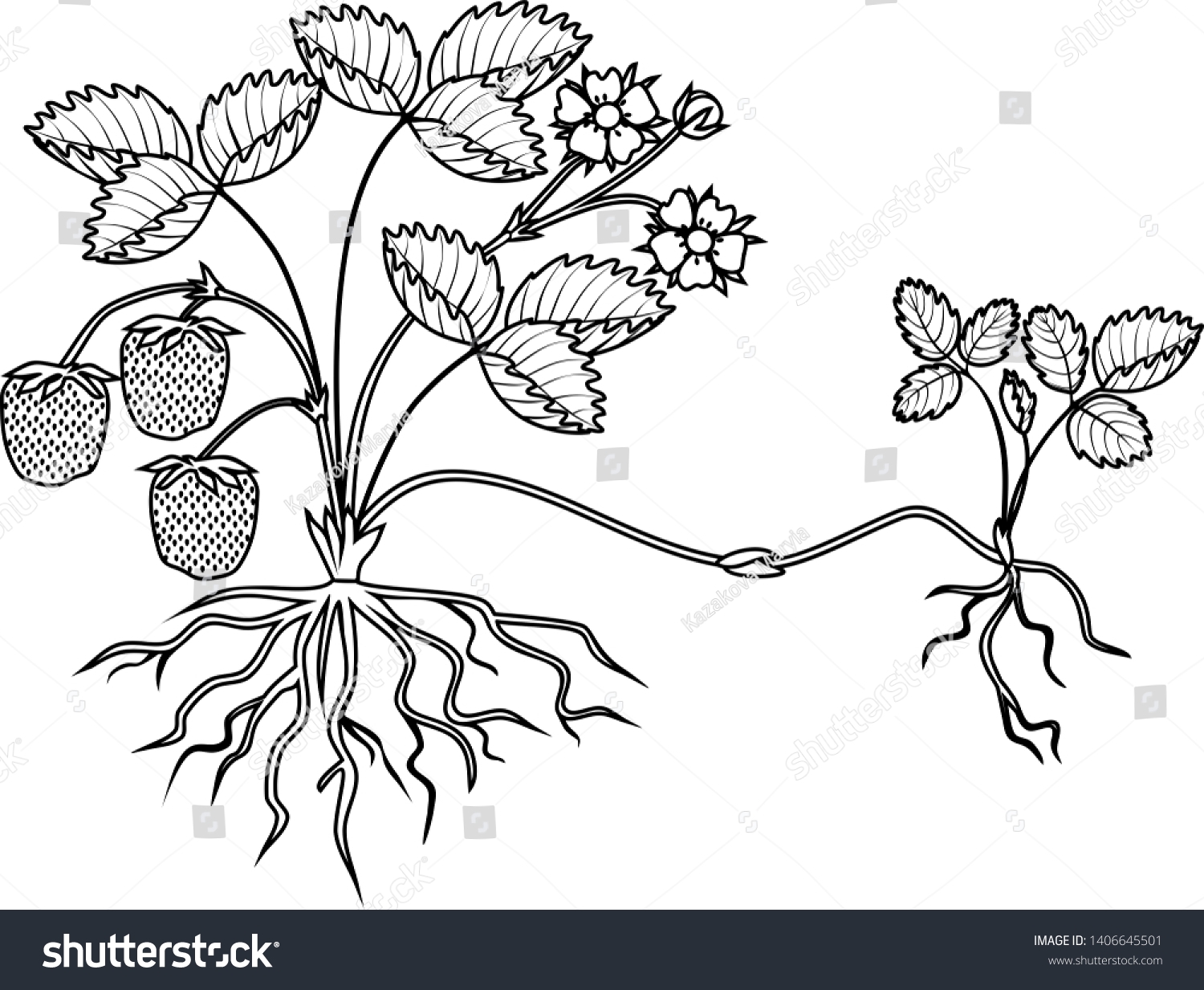Coloring Page Strawberry Plant Roots Flowers Stock Vector Royalty Free 1406645501 Shutterstock Coloring Page Strawberry Plant Roots Flowers Stock Vector Royalty Free 1406645501 Shutterstock