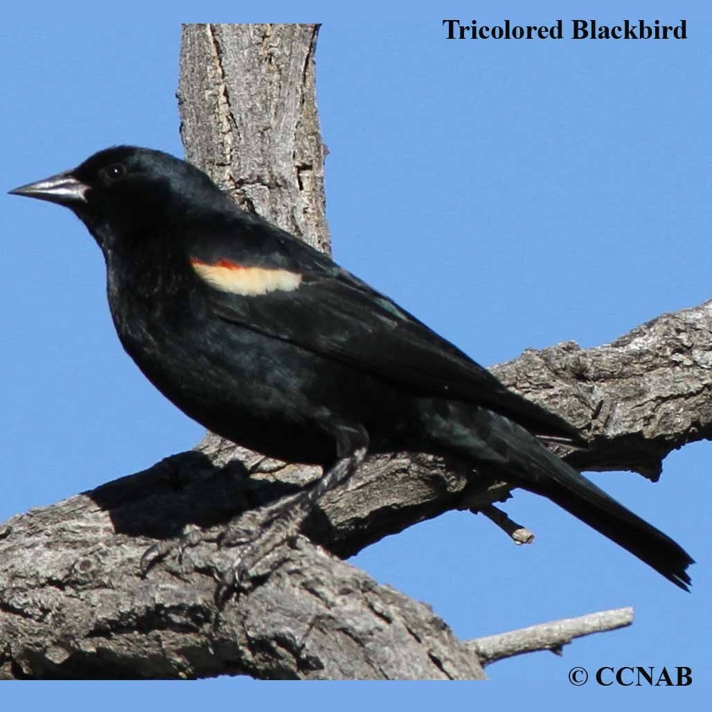 Crossword Clue Blackbird