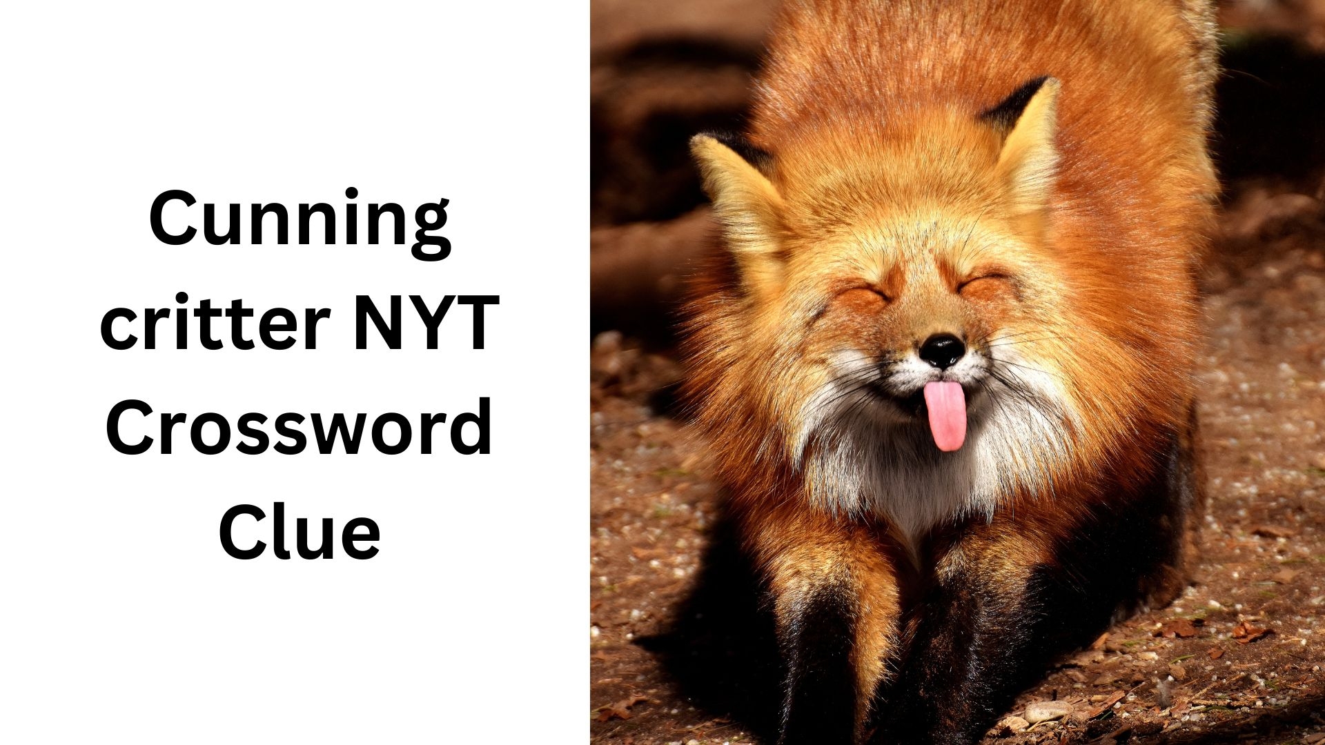 Cunning Critter NYT Crossword Clue December 7 2024 Cunning Critter NYT Crossword Clue December 7 2024