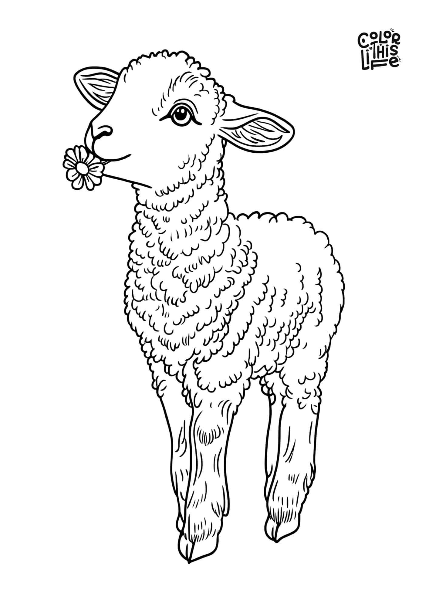 lamb coloring page