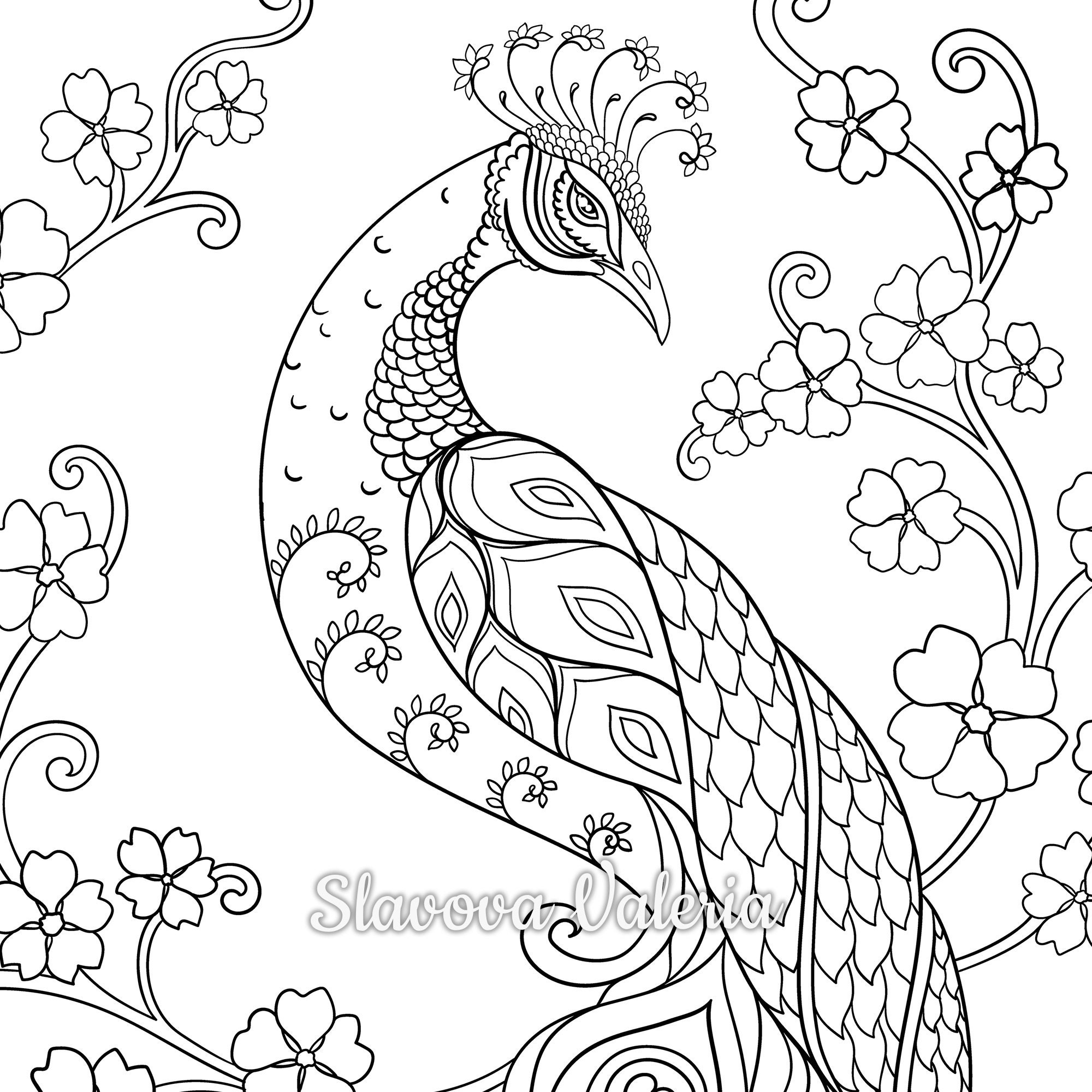 peacock coloring pages