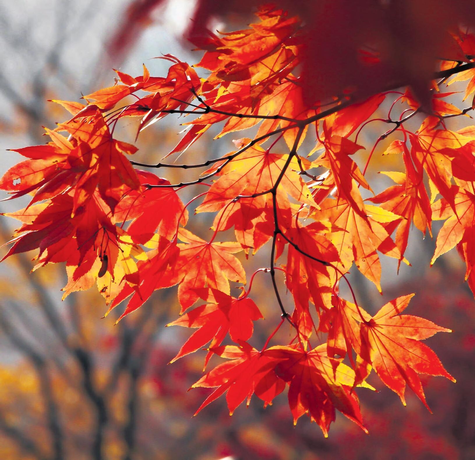 Devon Country Gardener October 2023 By Country Gardener Issuu