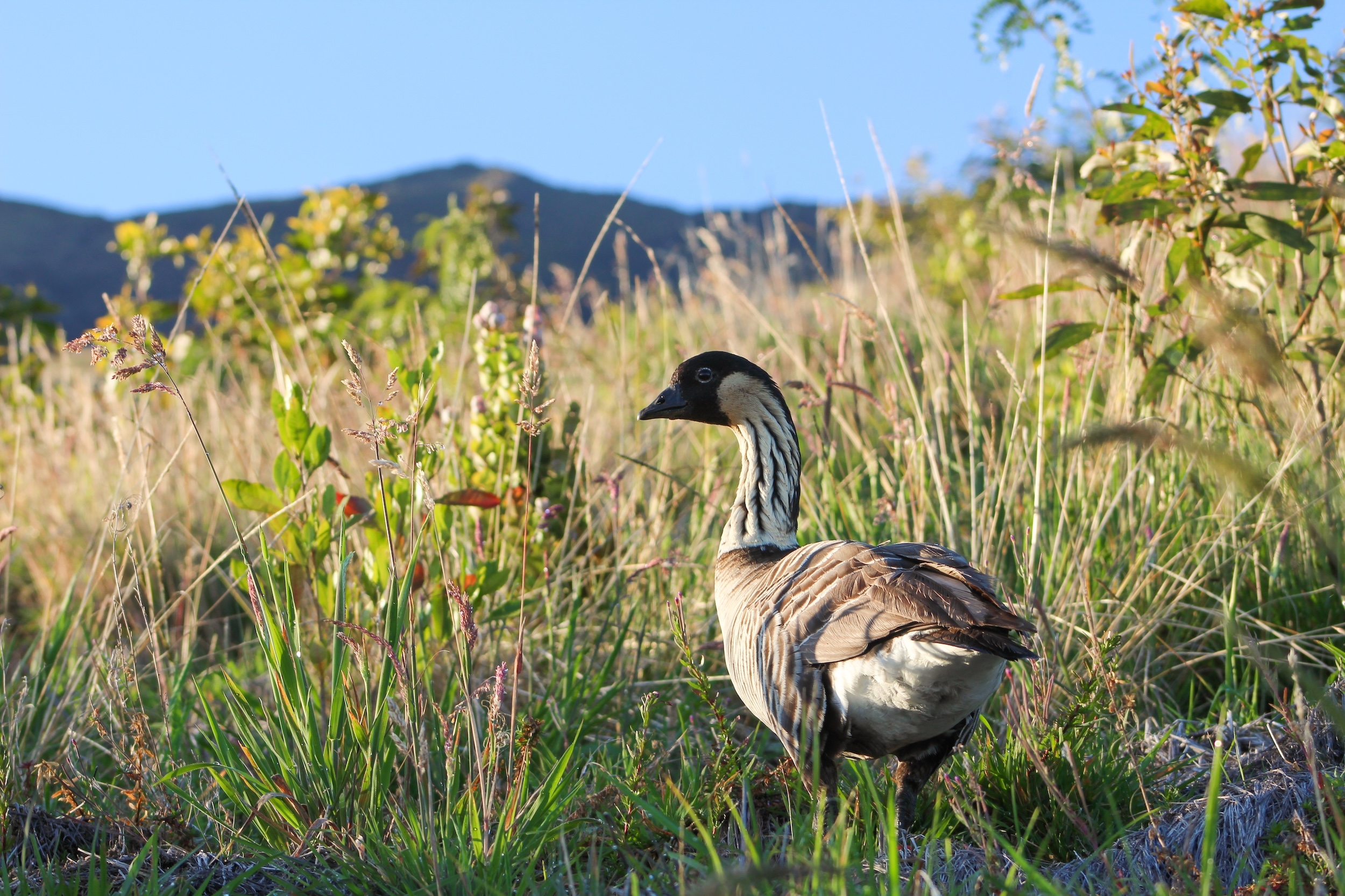 Division Of Forestry And Wildlife Wildlife Program N n Division Of Forestry And Wildlife Wildlife Program N n