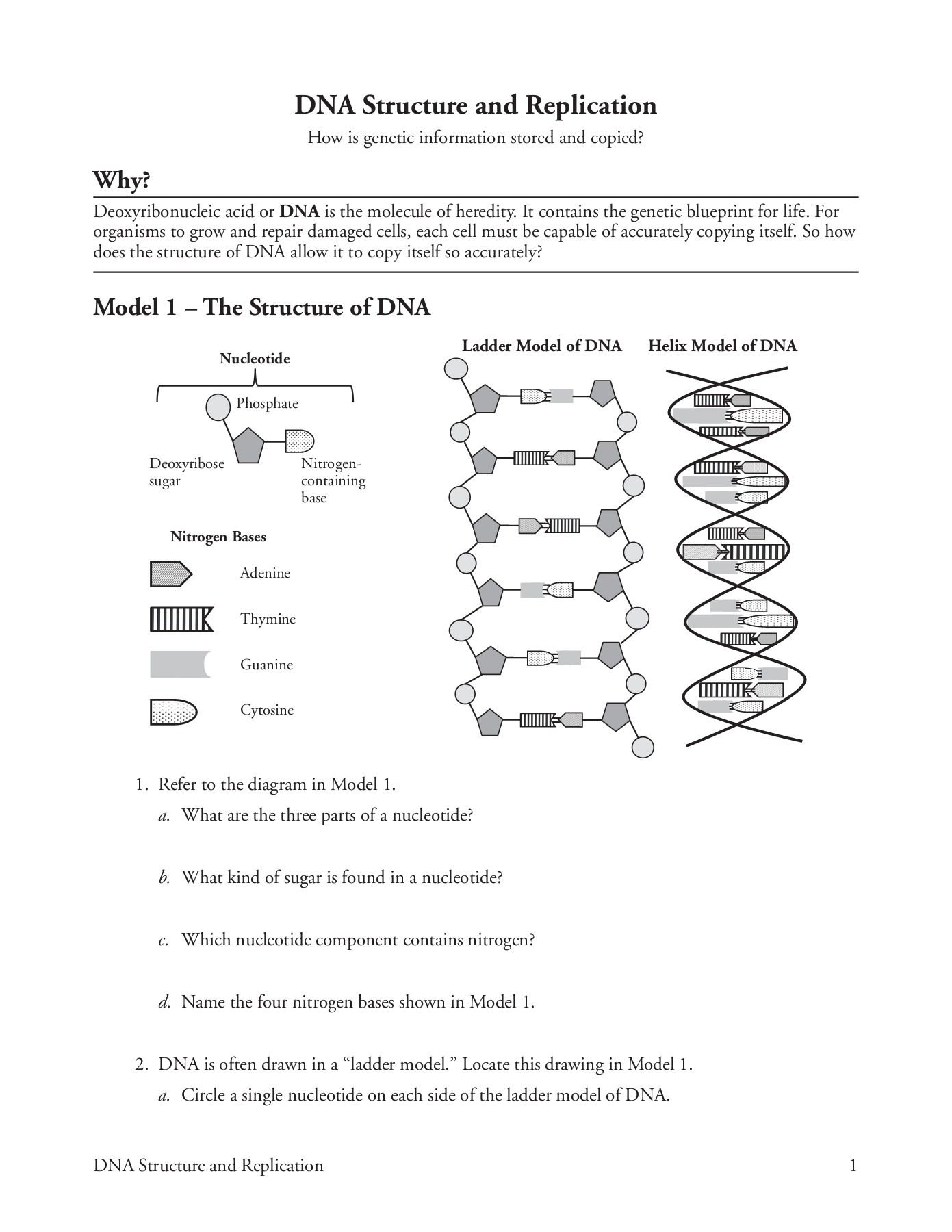 Dna Structure And Replication Pages 1 5 Text Version Db excel
