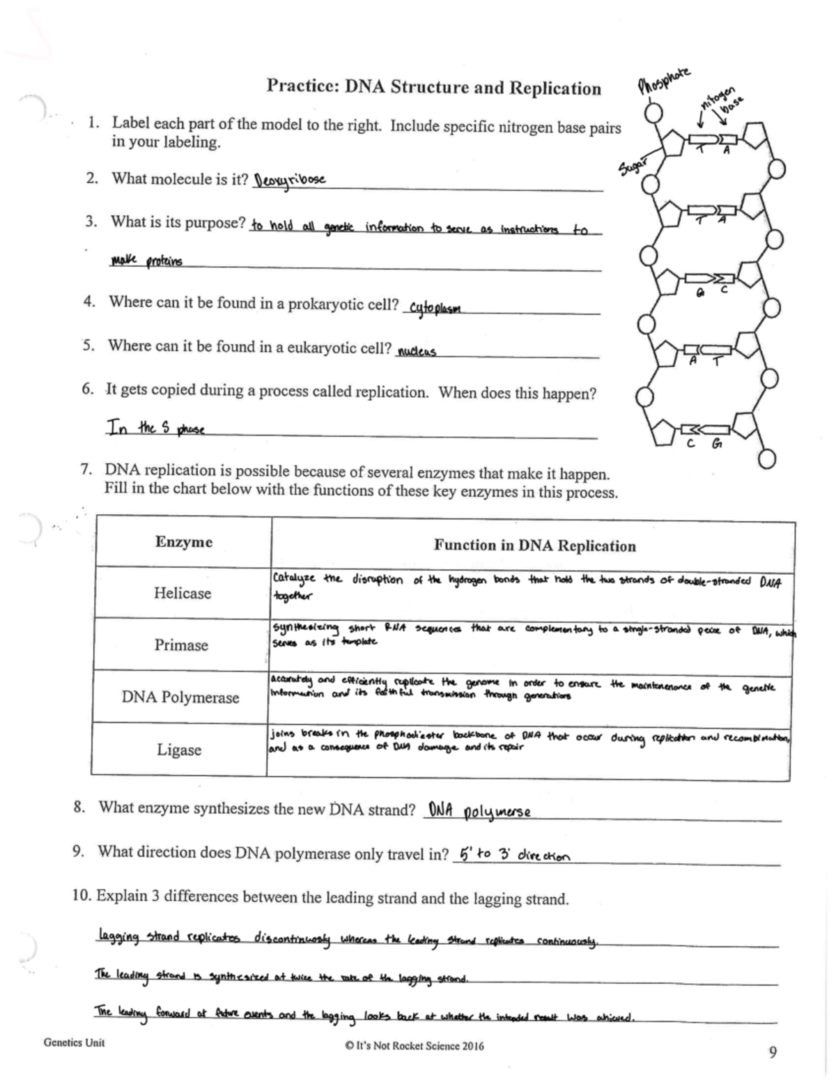 dna structure and replication worksheet