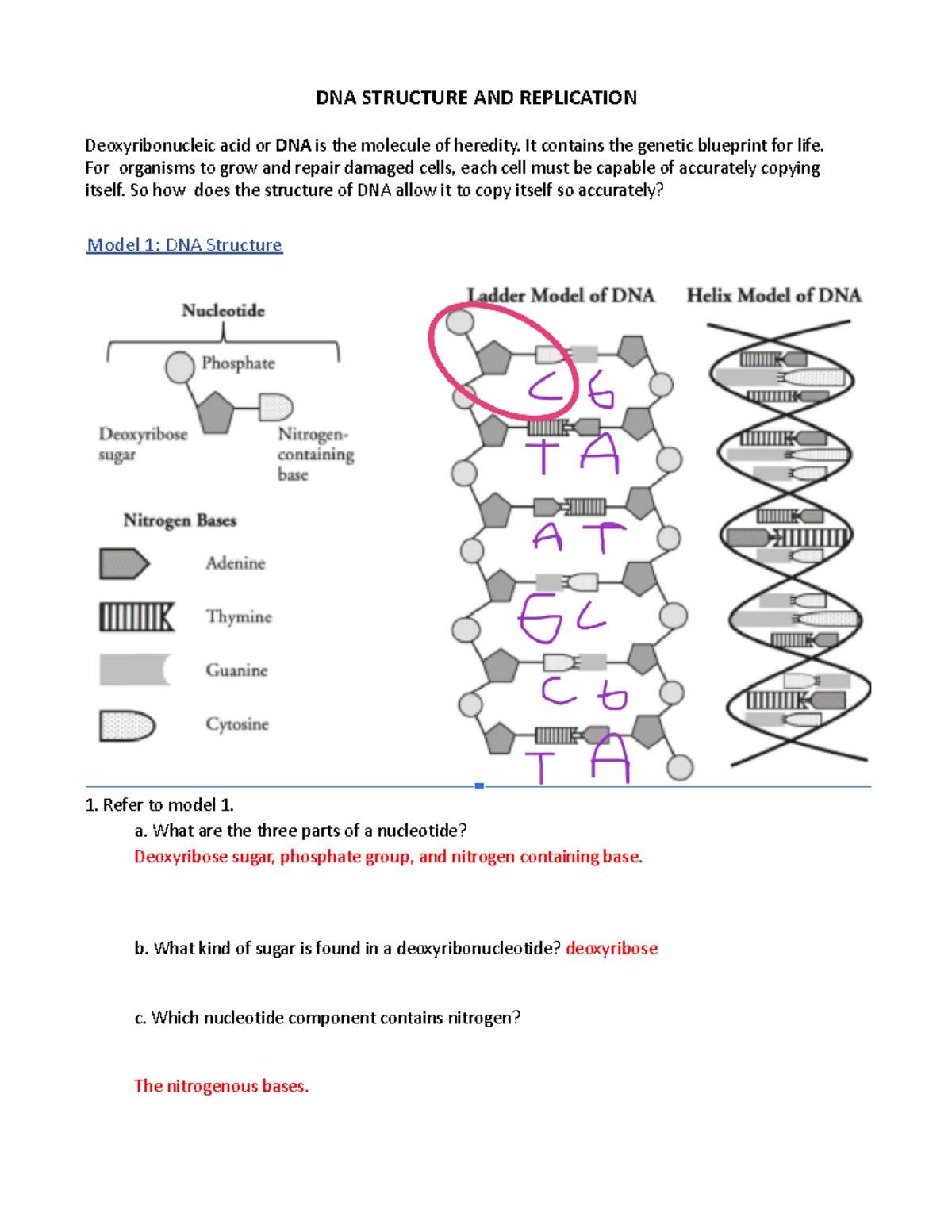 DNA Structure Replication Worksheet Model 1 2 Activities Studocu