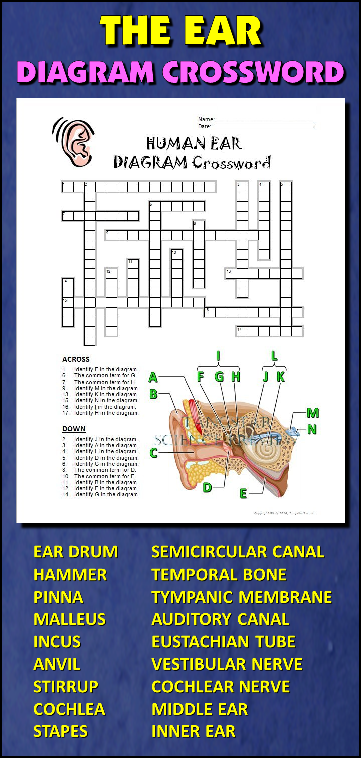 Ear Crossword With Diagram Editable Printable Distance Learning Options Ear Crossword With Diagram Editable Printable Distance Learning Options