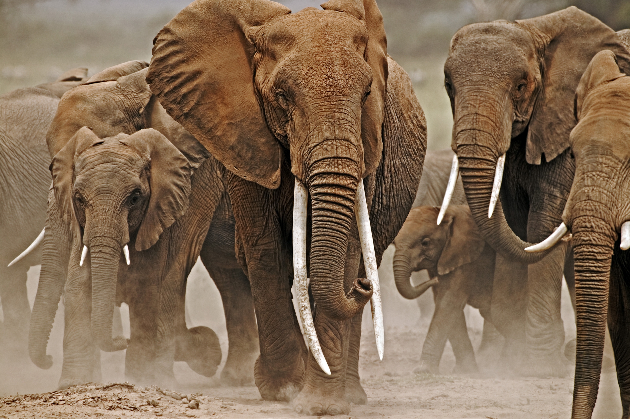 Elephants Give Each Other Names The First Non human Animals To Do So Study Claims Live Science