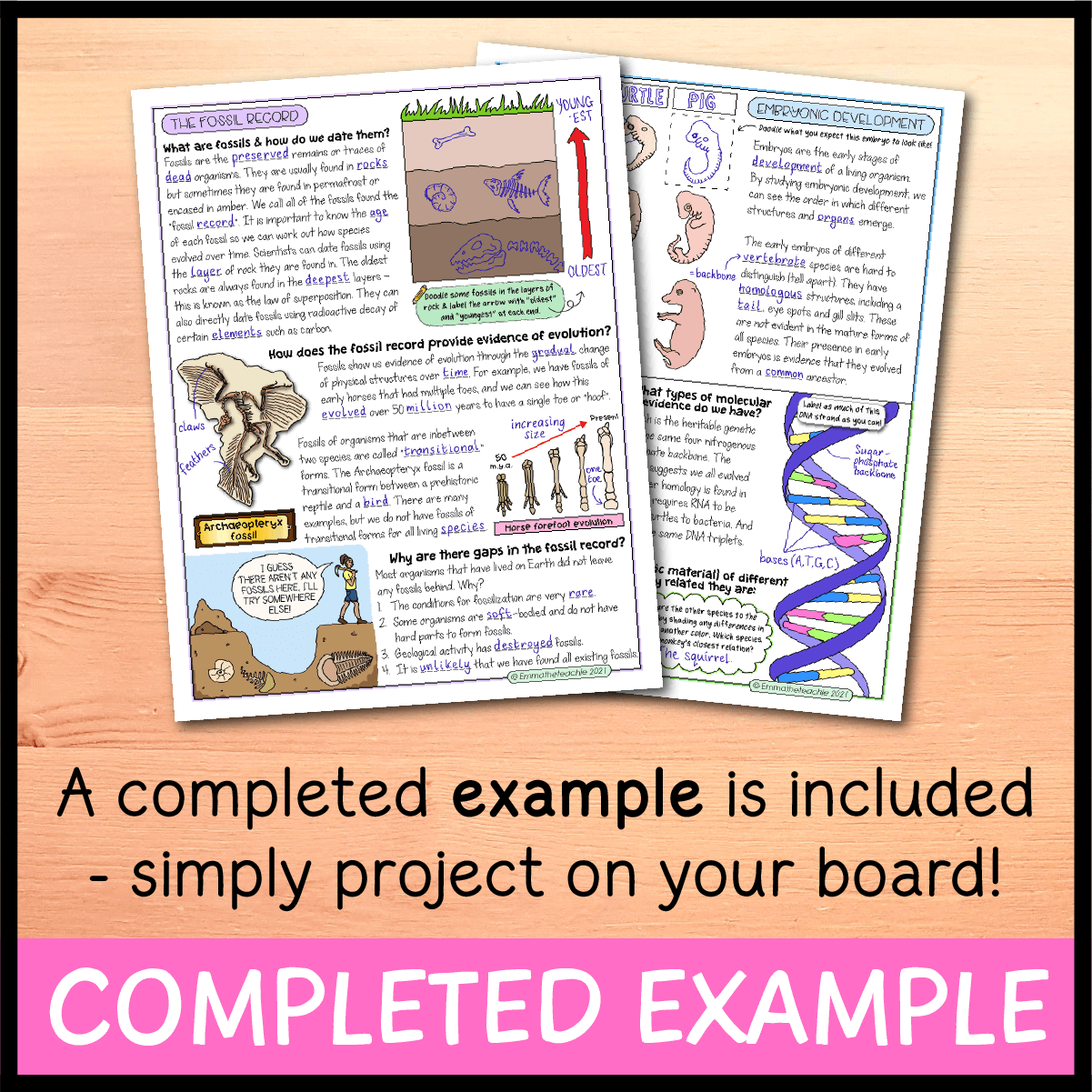 evidence of evolution worksheet answers