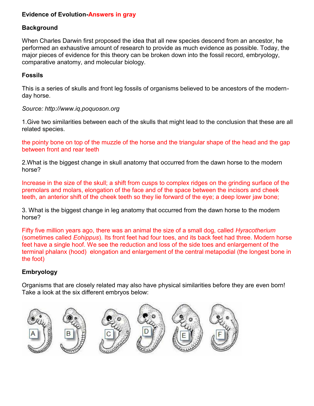 Evidence Of Evolution Worksheet Activities