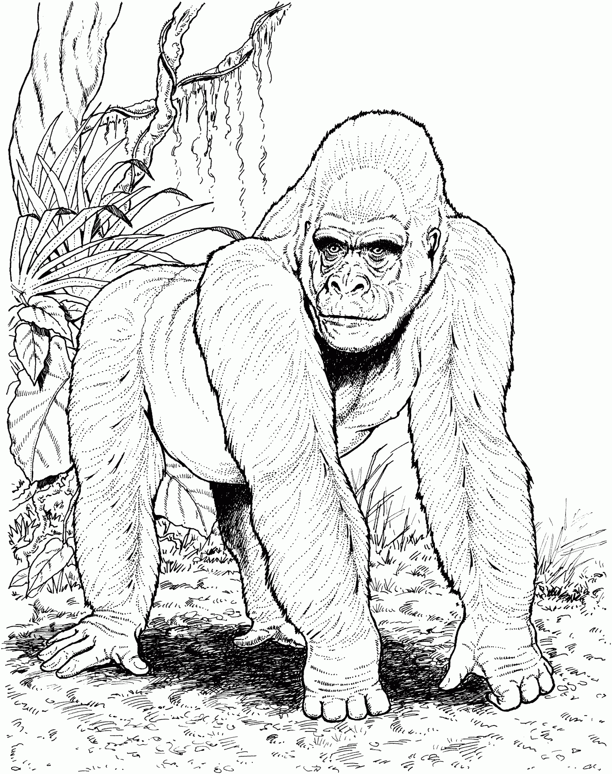 coloring pages of gorillas