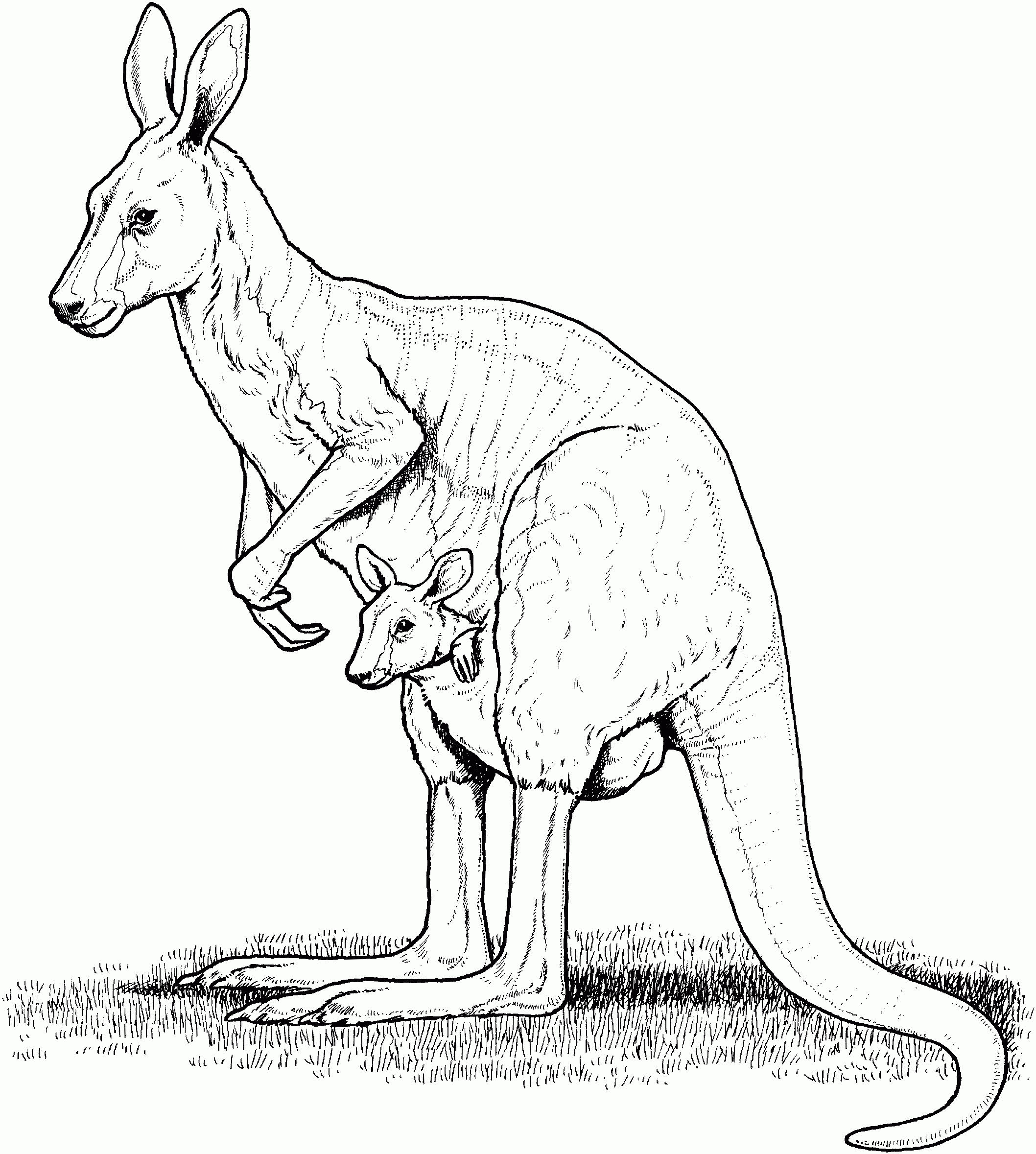 Free Kangaroo Coloring Pages