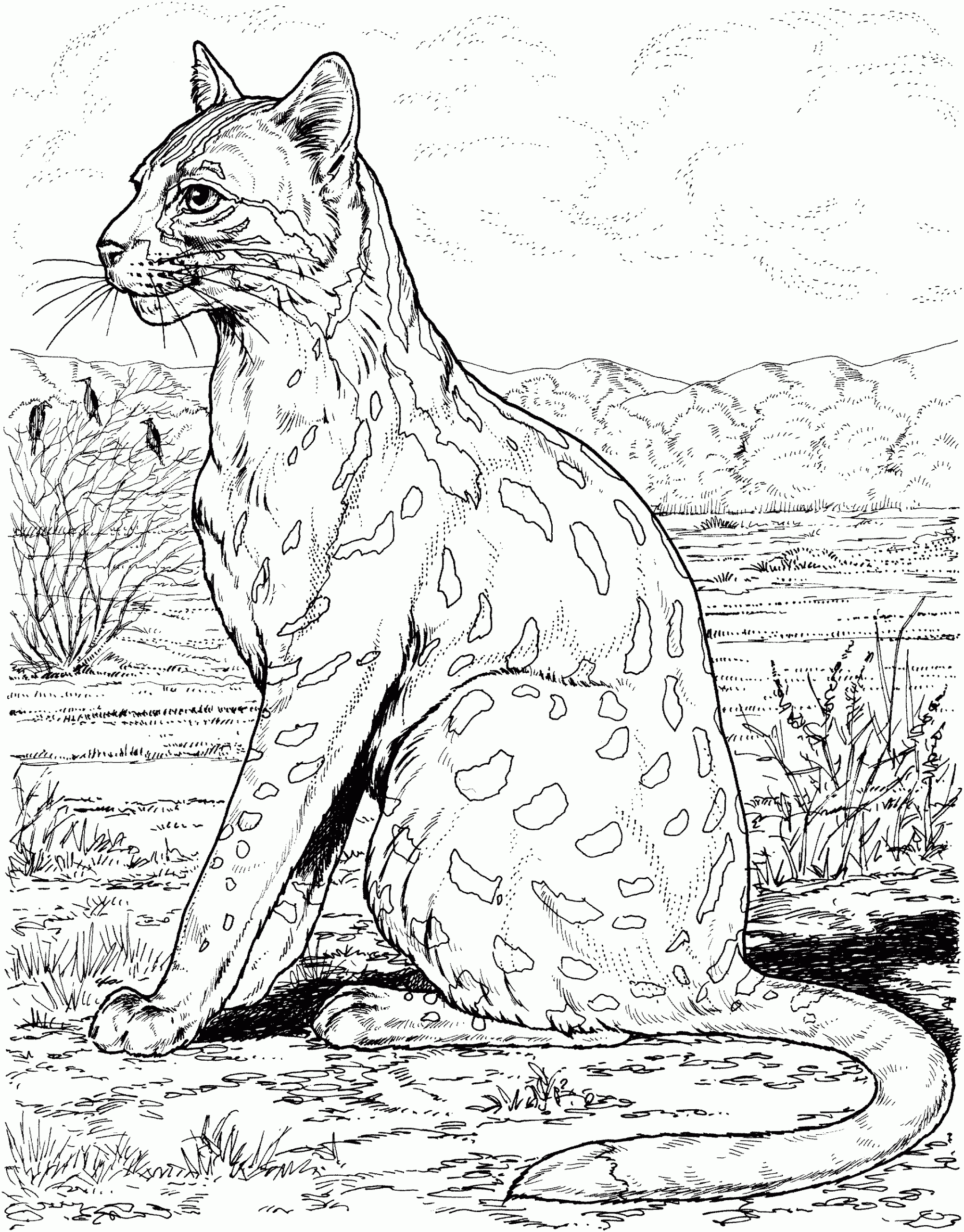 coloring pages of a leopard