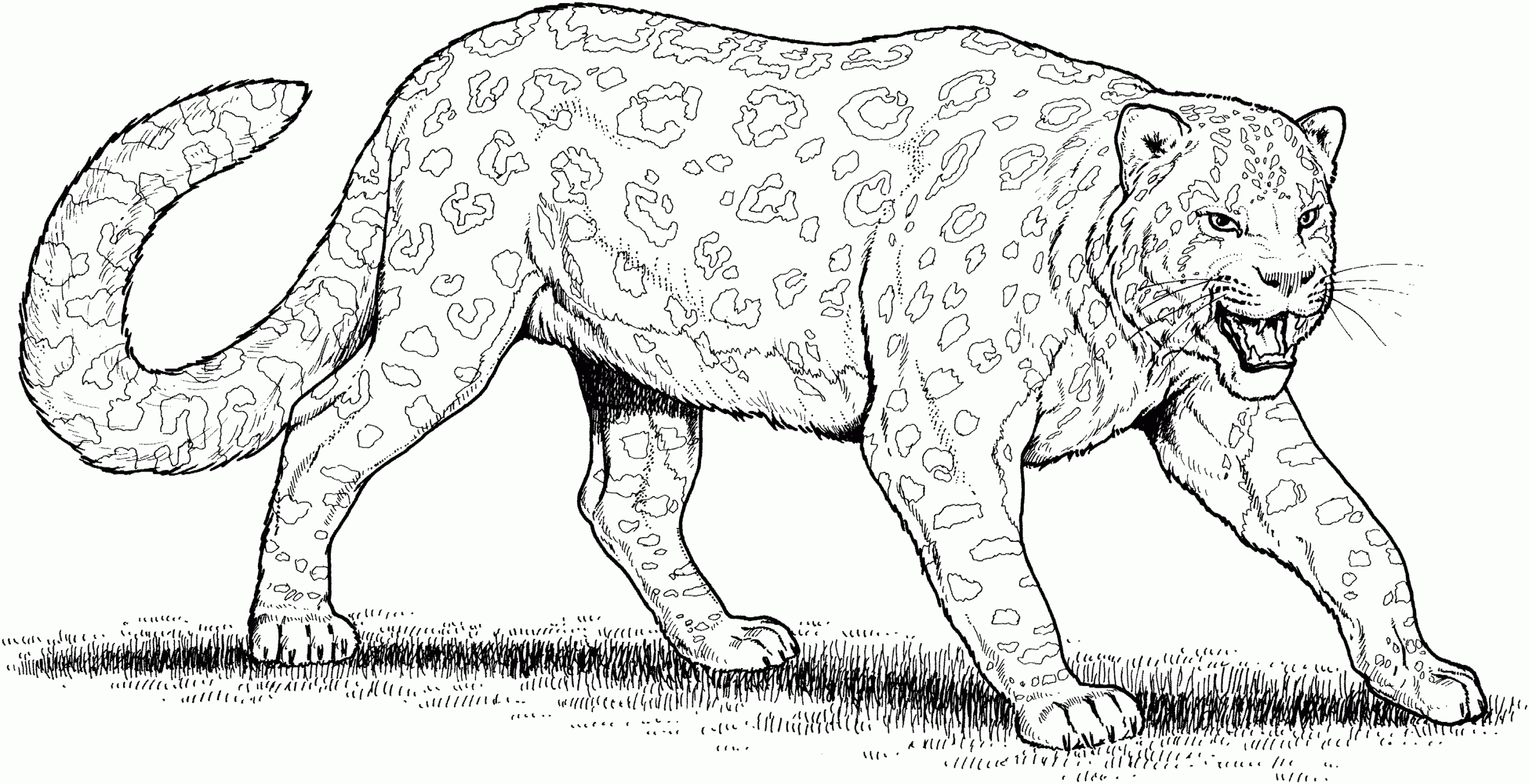 Free Leopard Coloring Pages