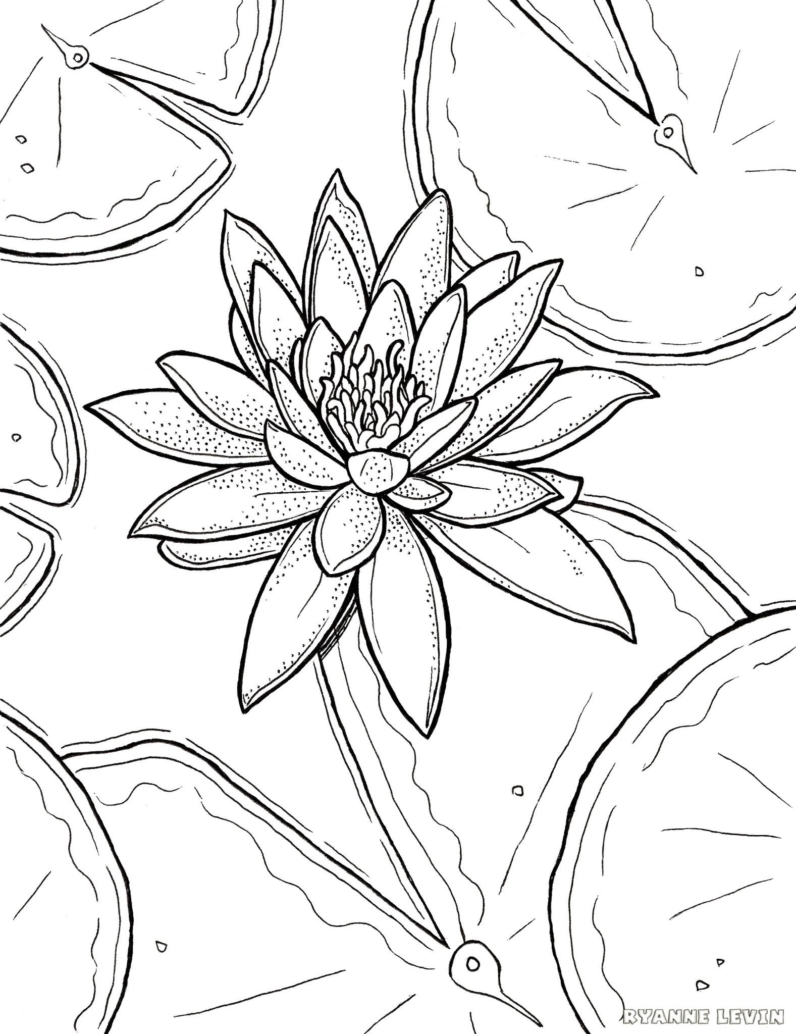FREE Printable Water Lily Coloring Page Download Ryanne Levin