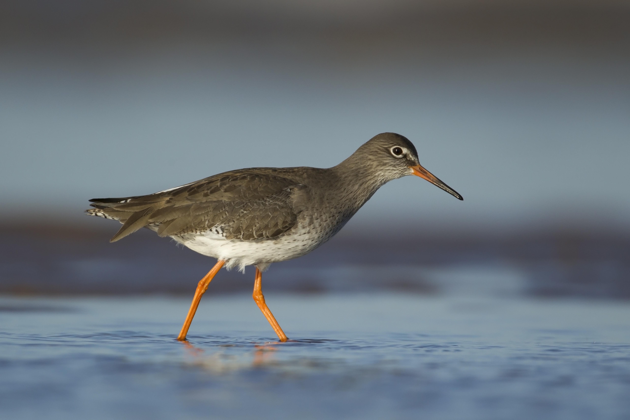 From Marsh To Estuary 9 Long legged Shore Skimming Wading Birds To Watch Out For This Winter Countryfile