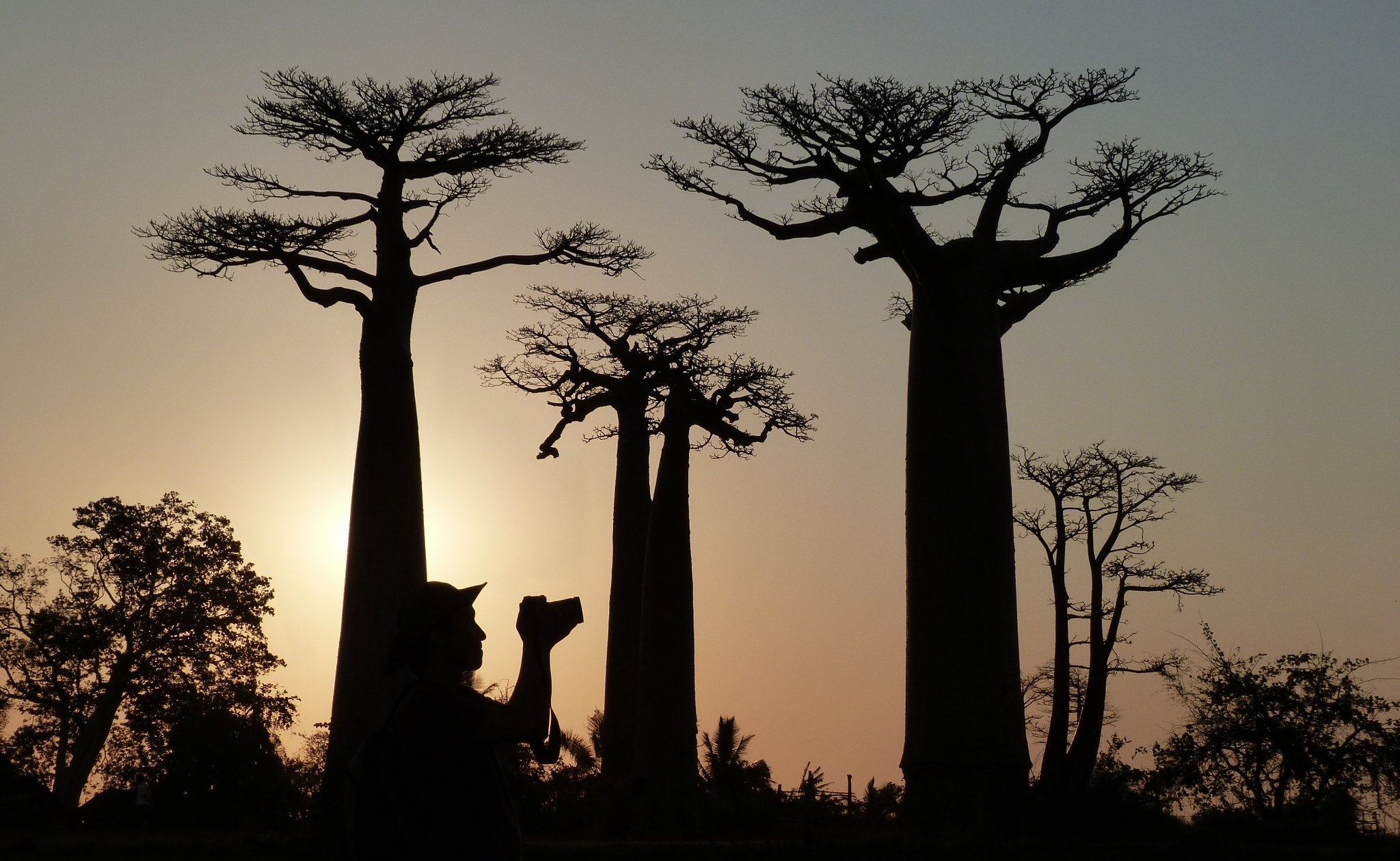 madagascar tree crossword clue