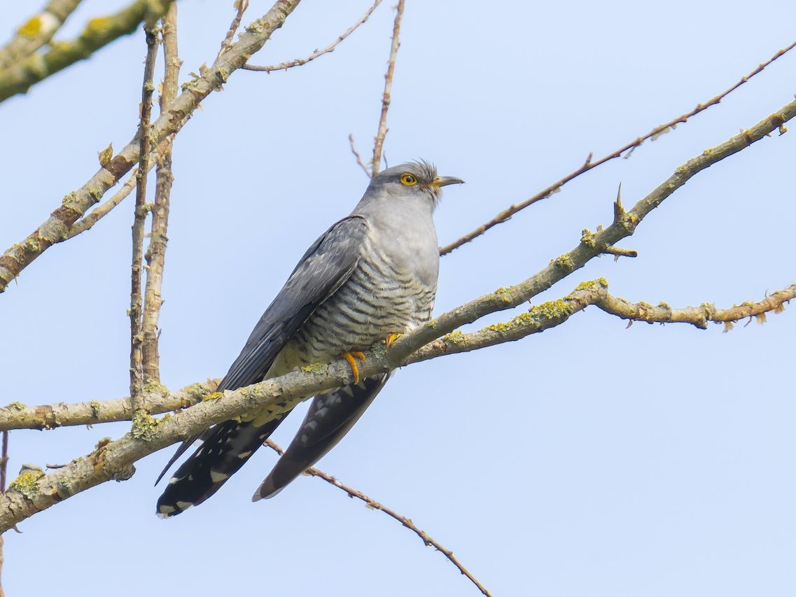 cuckoo crossword clue