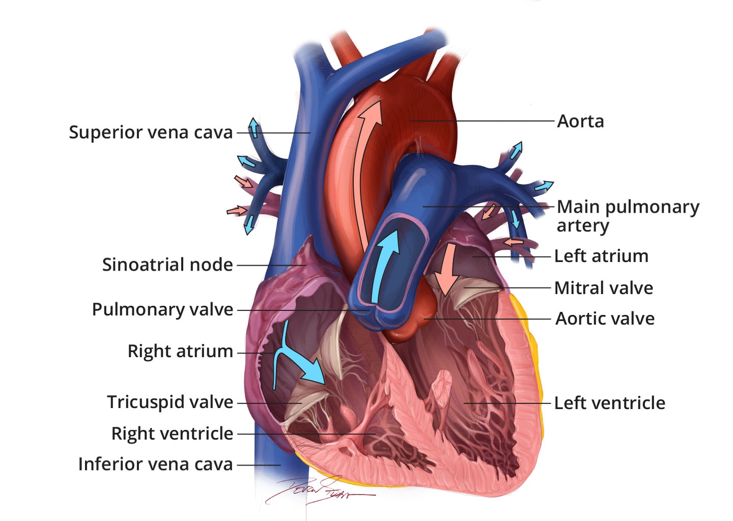 How The Heart Works What The Heart Looks Like NHLBI NIH