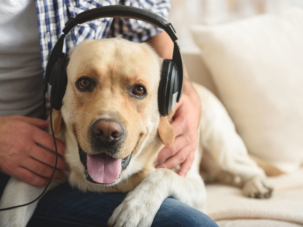 How To Make A Playlist Your Dog Can Enjoy When You re Not Home HealthyPets Blog