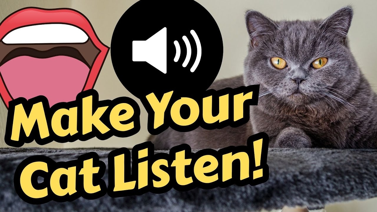 How To Train Your Cat To Listen YouTube