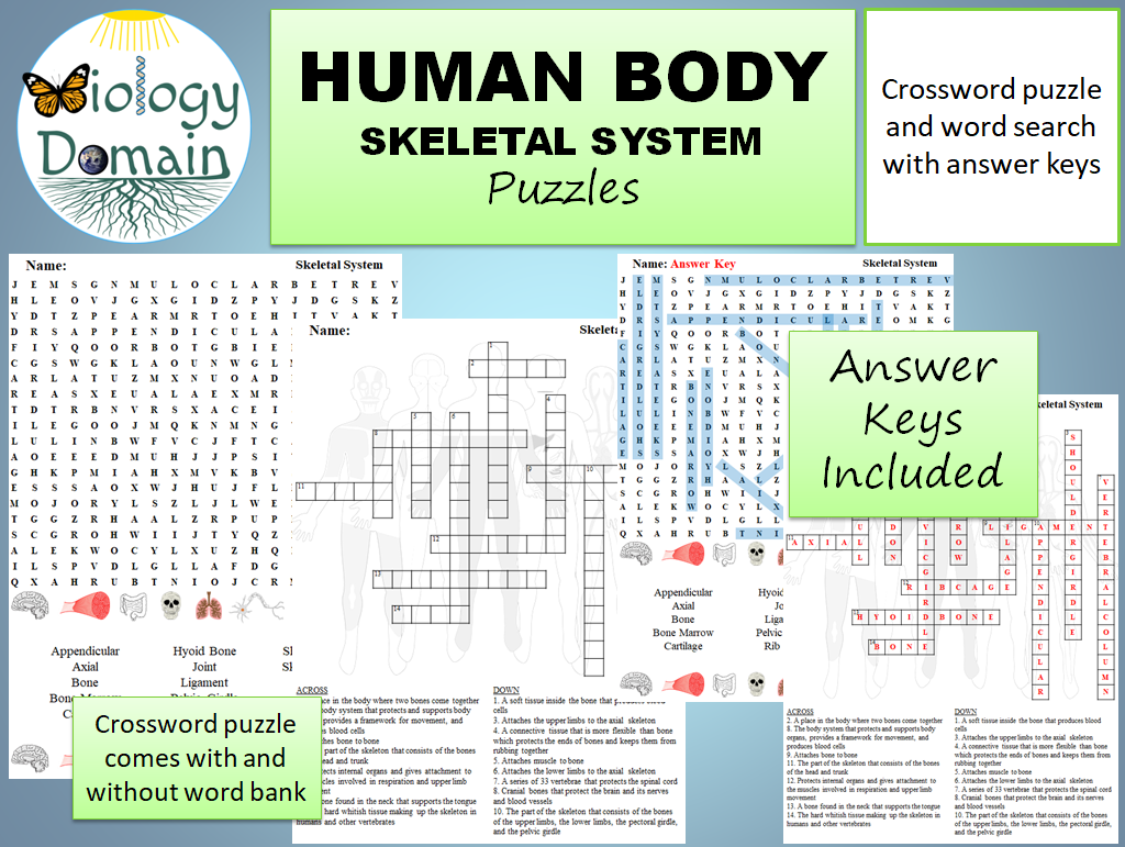 pelvic bones crossword pelvic bones crossword