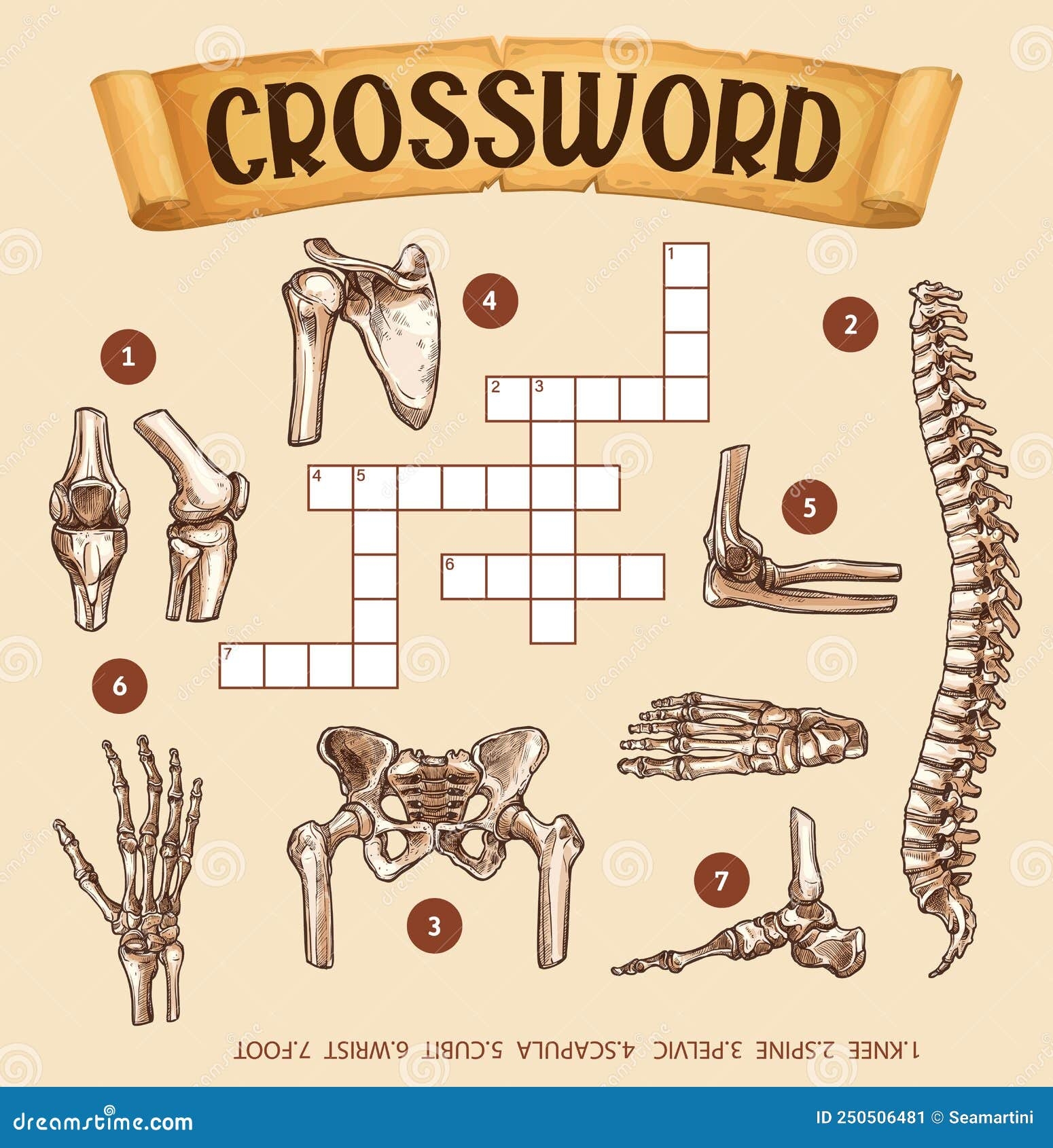 Human Bones Crossword Grid Worksheet Find Word Stock Vector Illustration Of Knee Grid 250506481 Human Bones Crossword Grid Worksheet Find Word Stock Vector Illustration Of Knee Grid 250506481